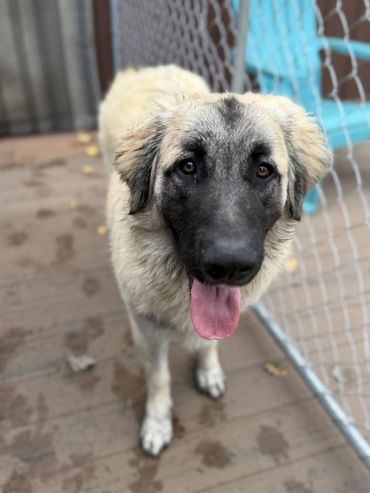 Enlarge Summit, a Adoptable mixed breed in Mauston, WI image 3/3