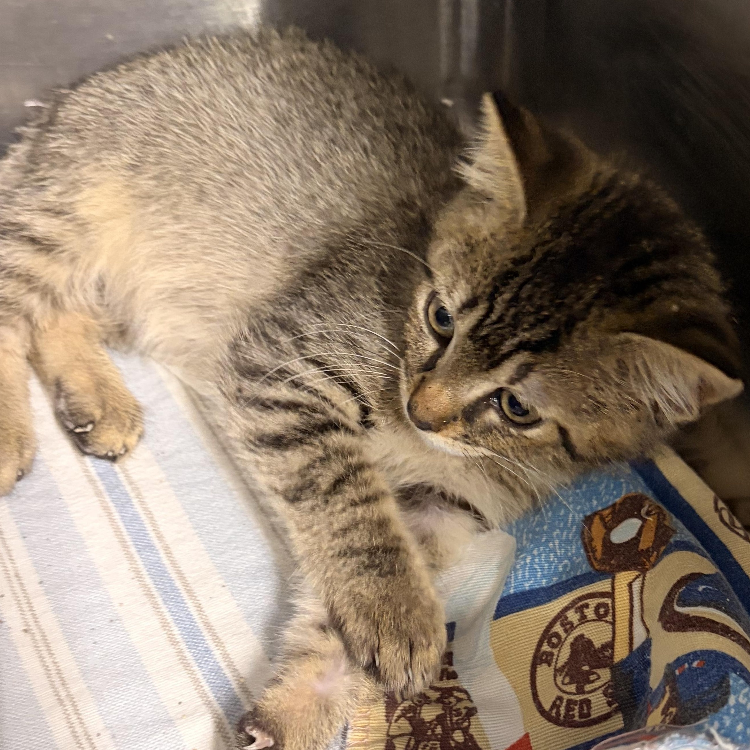 Enlarge Tony, a ADOPTABLE Domestic Short Hair in Bryan, OH image 2/2