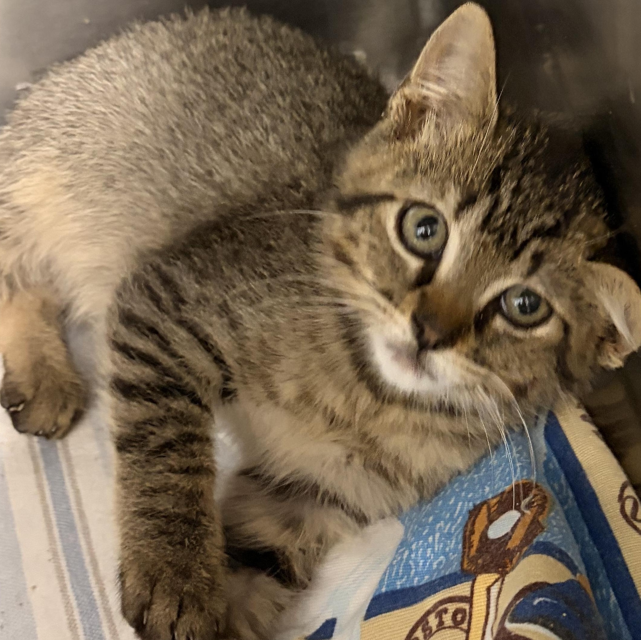 Tony, ADOPTABLE, Kitten Male Domestic Short Hair.