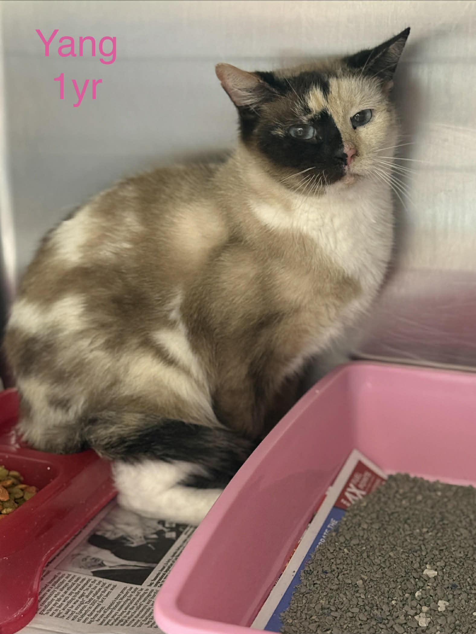 Yang, Adopted, Young Female Domestic Short Hair & Siamese.