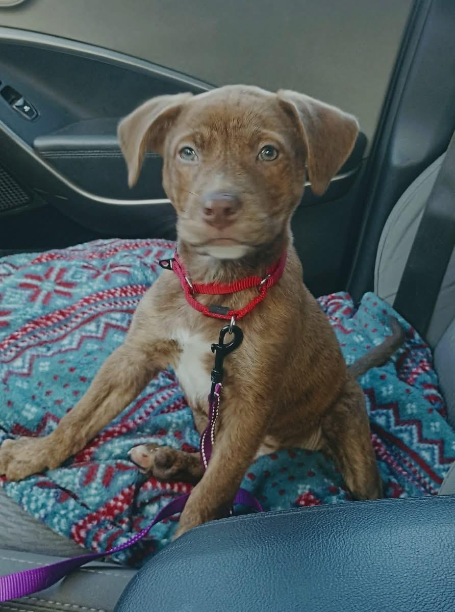 Enlarge Homer, an adopted Mixed Breed in Highland, NY image 2/3