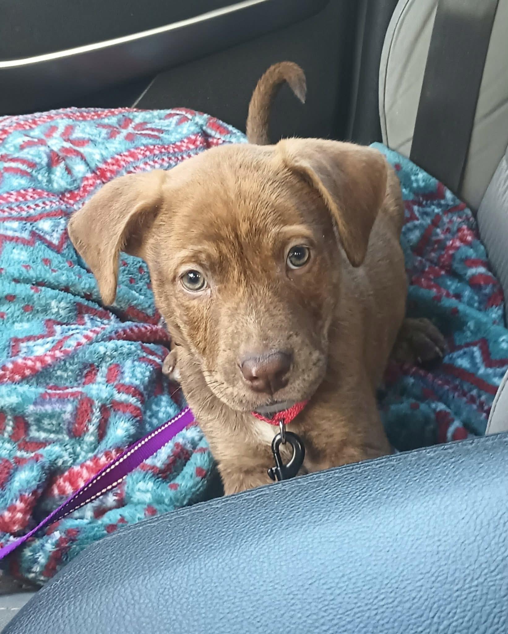 Enlarge Homer, an adopted Mixed Breed in Highland, NY image 3/3