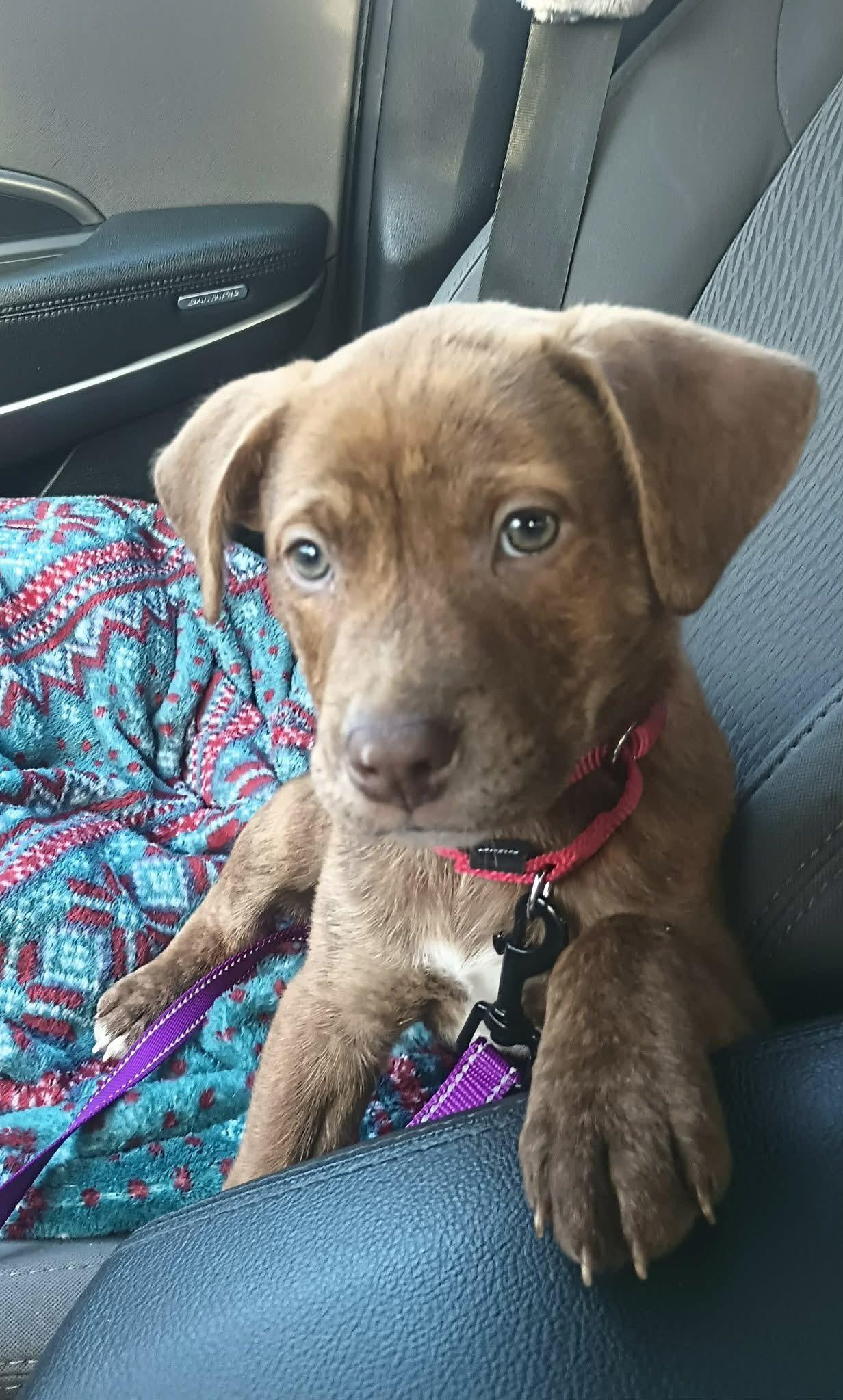 Enlarge Homer, an adopted Mixed Breed in Highland, NY image 1/3