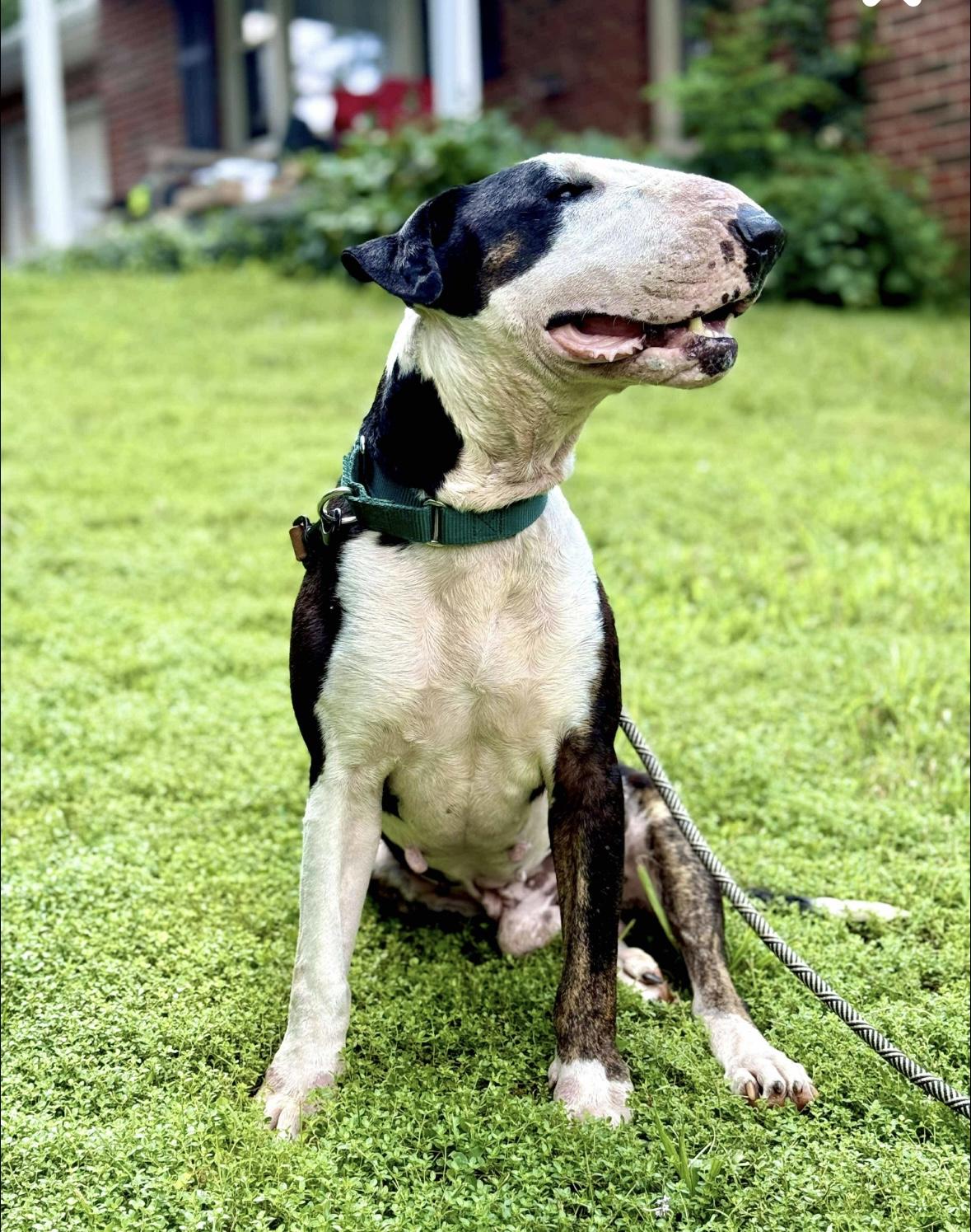 Chico