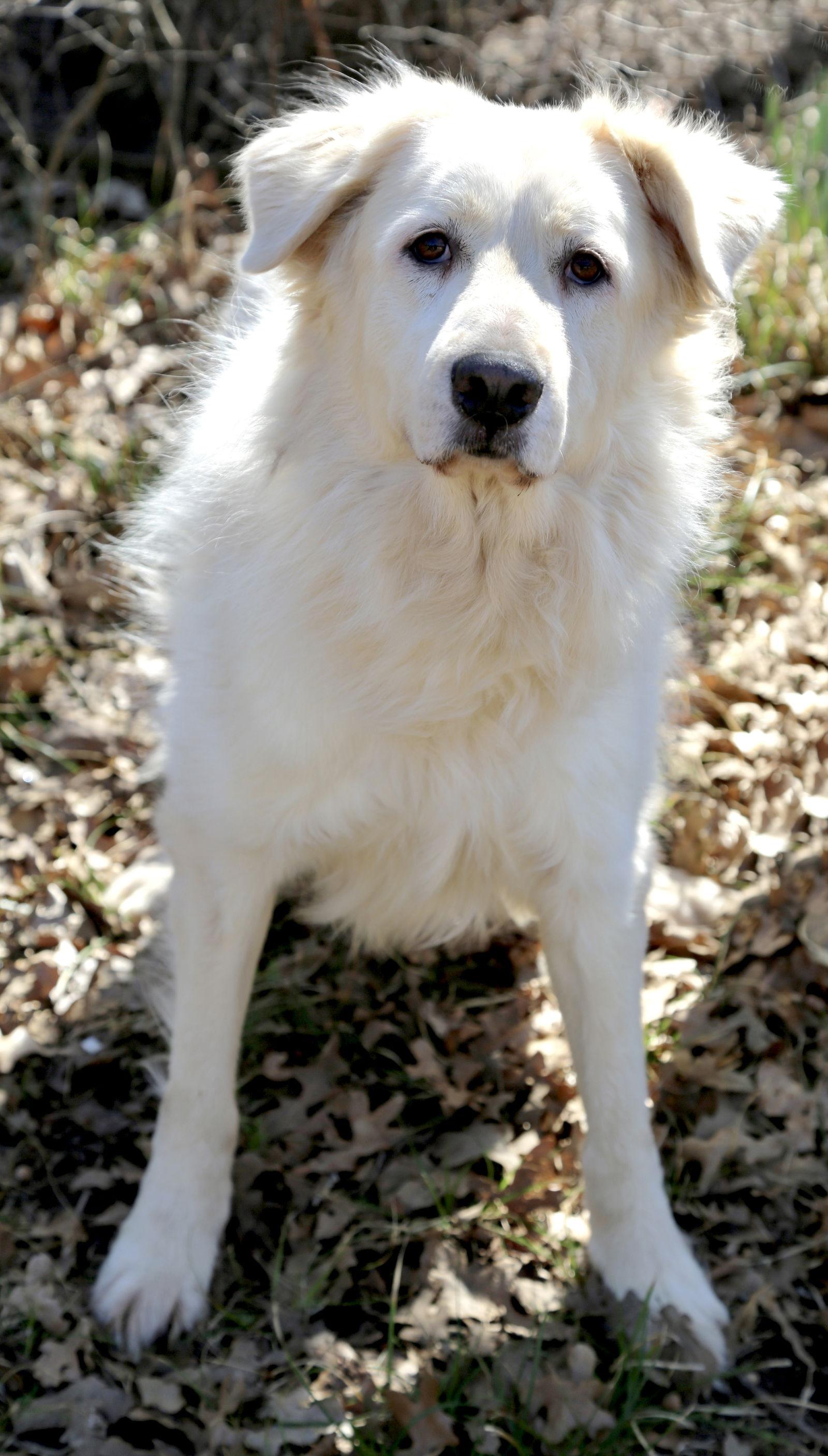 Enlarge Madison, a Adoptable Great Pyrenees in Sims, NC image 4/6