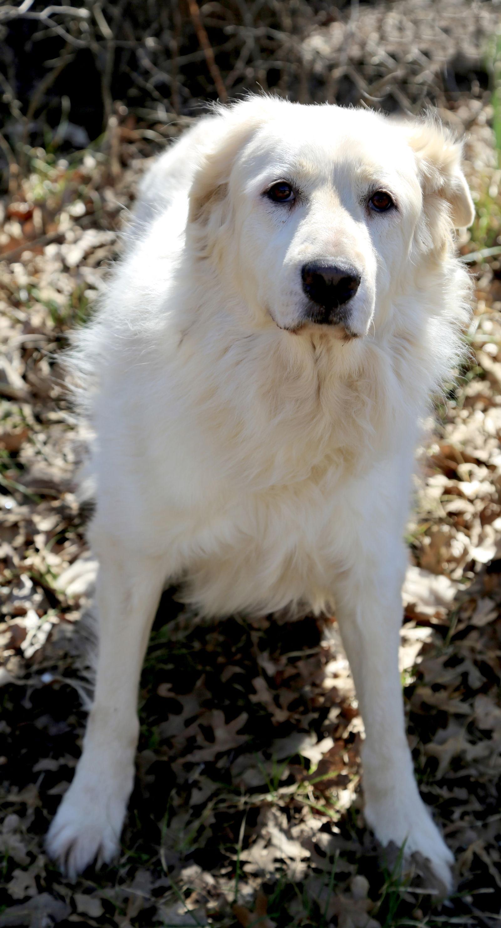 Enlarge Madison, a Adoptable Great Pyrenees in Sims, NC image 6/6