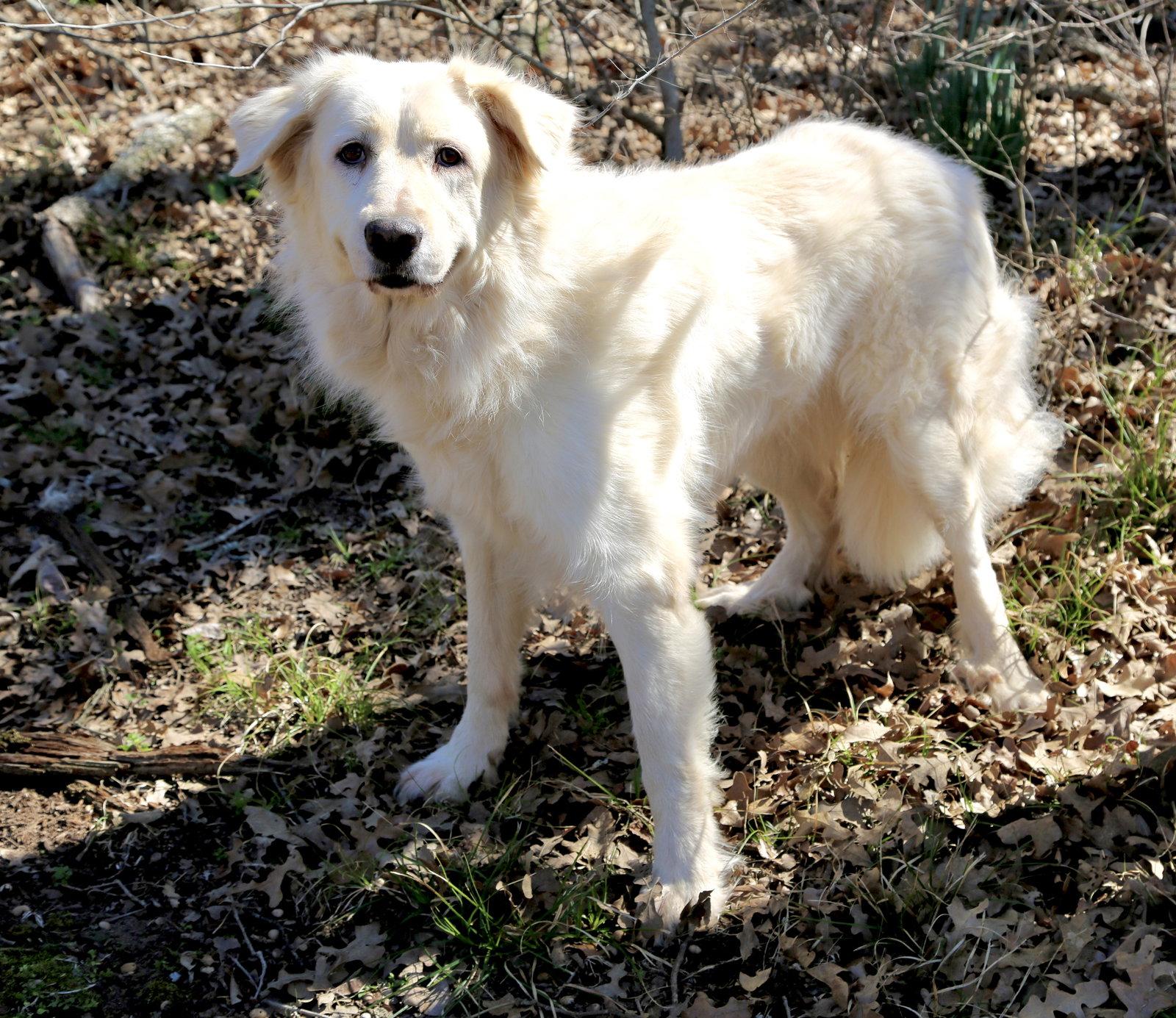 Enlarge Madison, a Adoptable Great Pyrenees in Sims, NC image 5/6