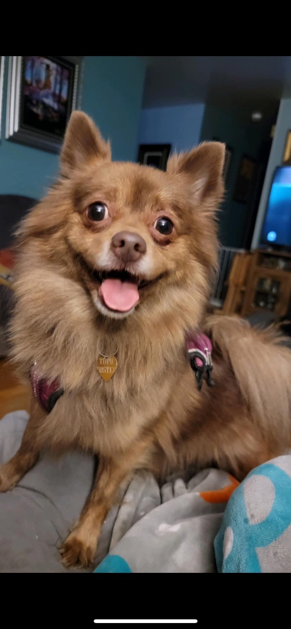 Dog for adoption Piper, a Pomeranian in Bridgeton, NJ Petfinder