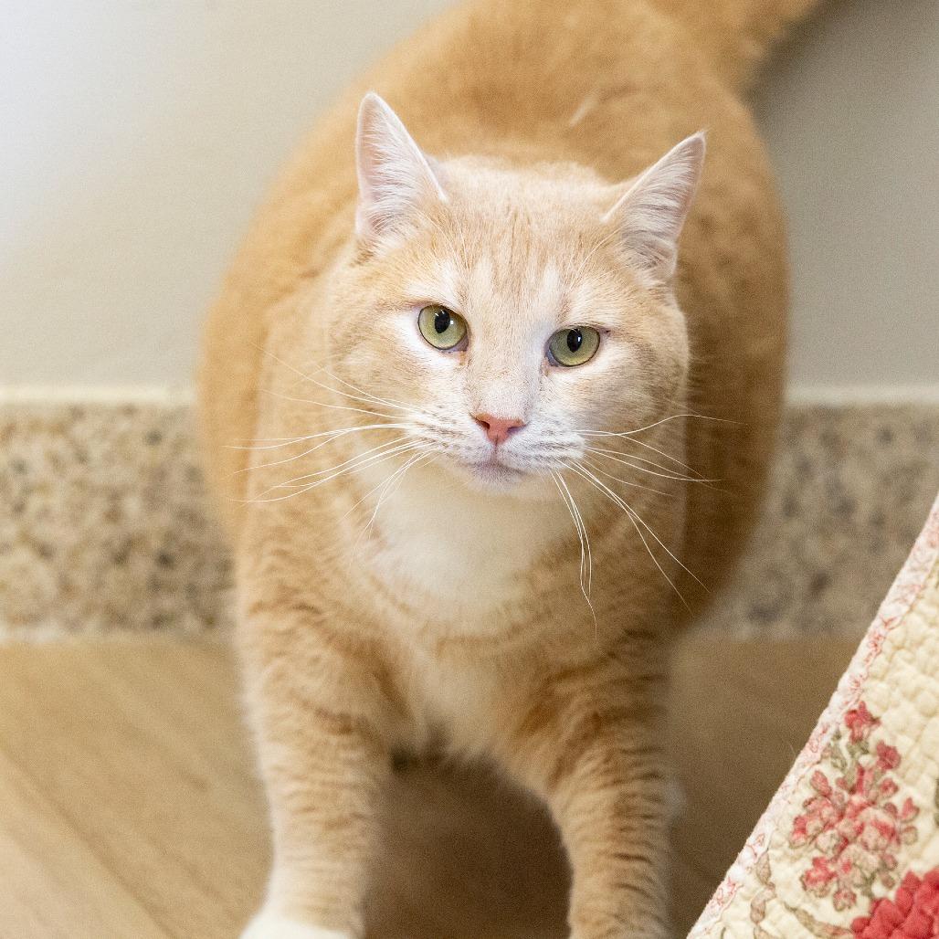 Maximus, a Adoptable Domestic Short Hair in Cartersville, GA image 1/4
