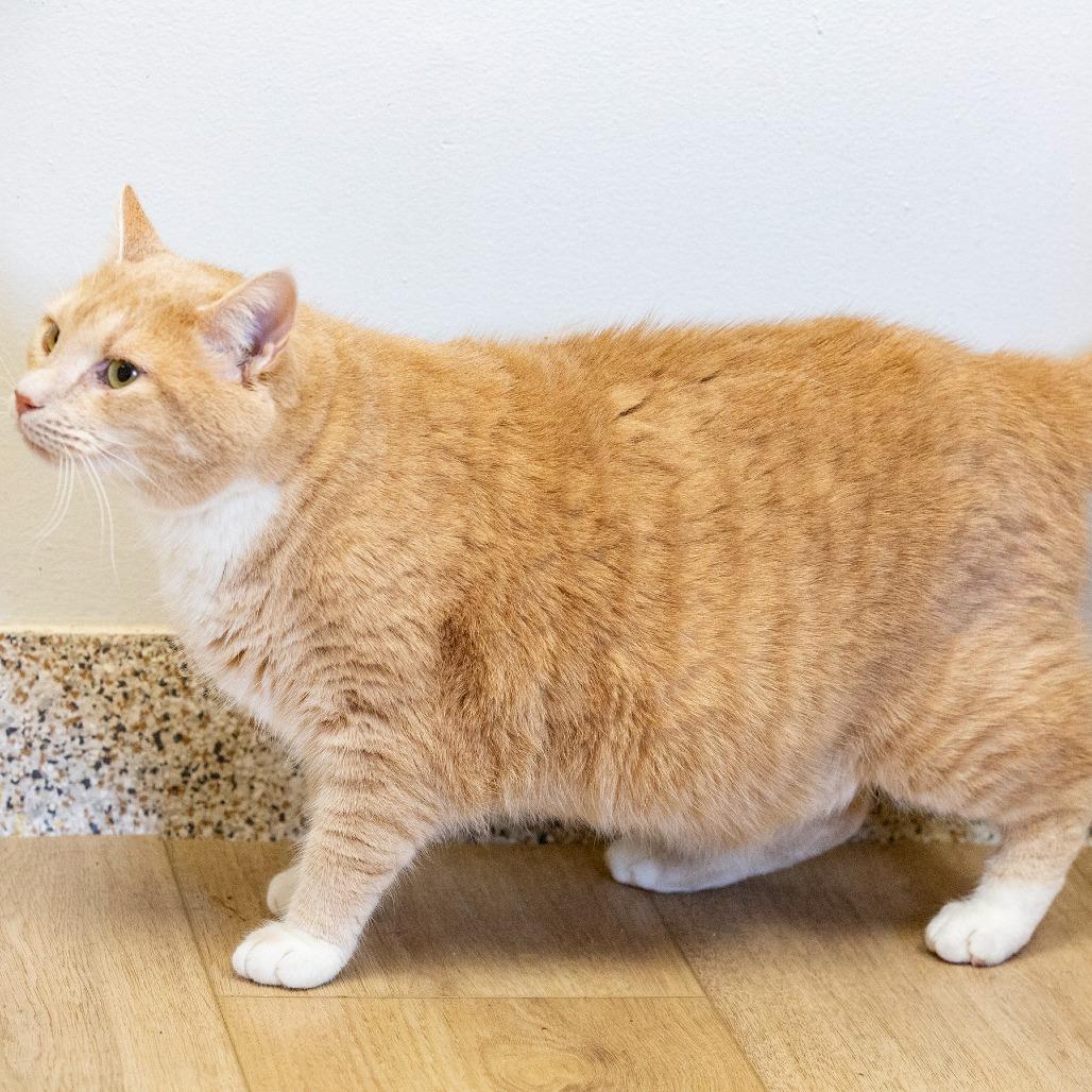 Maximus, a Adoptable Domestic Short Hair in Cartersville, GA image 2/4