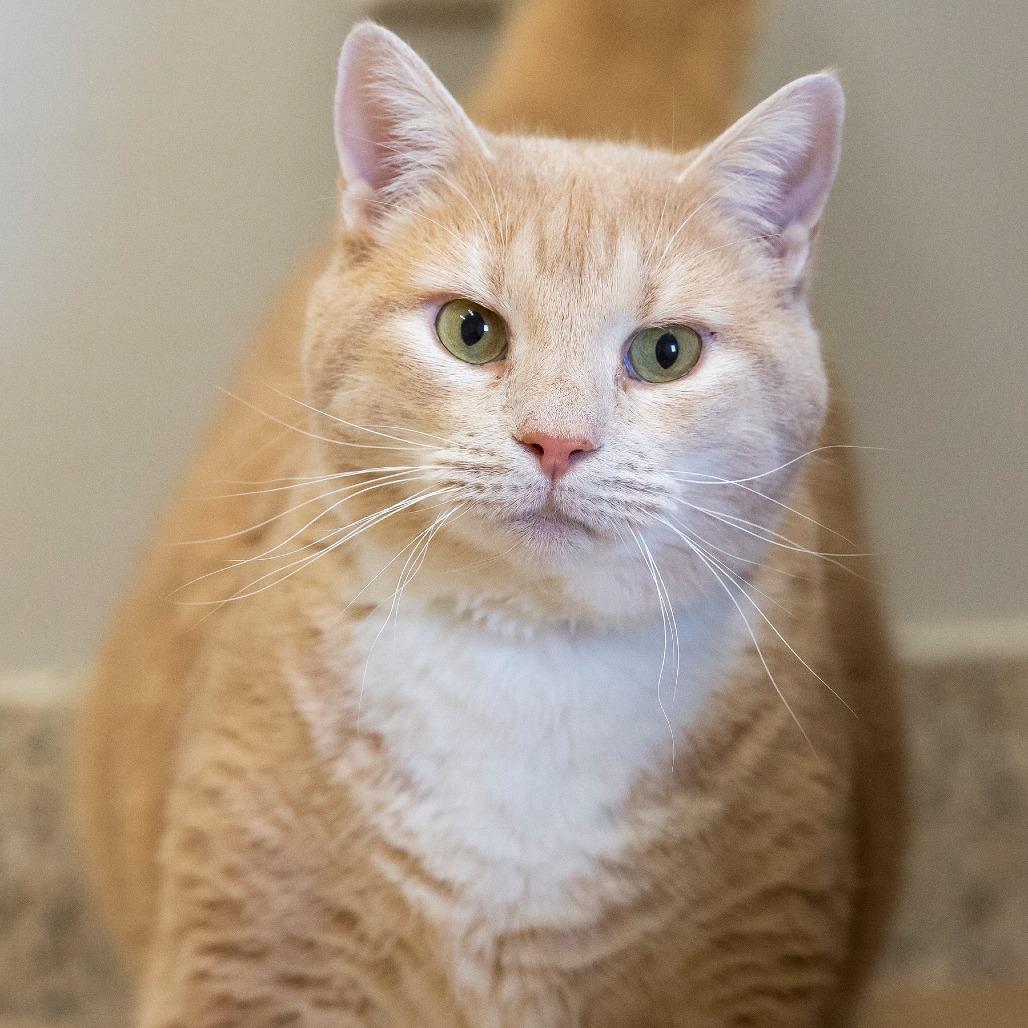 Maximus, a Adoptable Domestic Short Hair in Cartersville, GA image 3/4