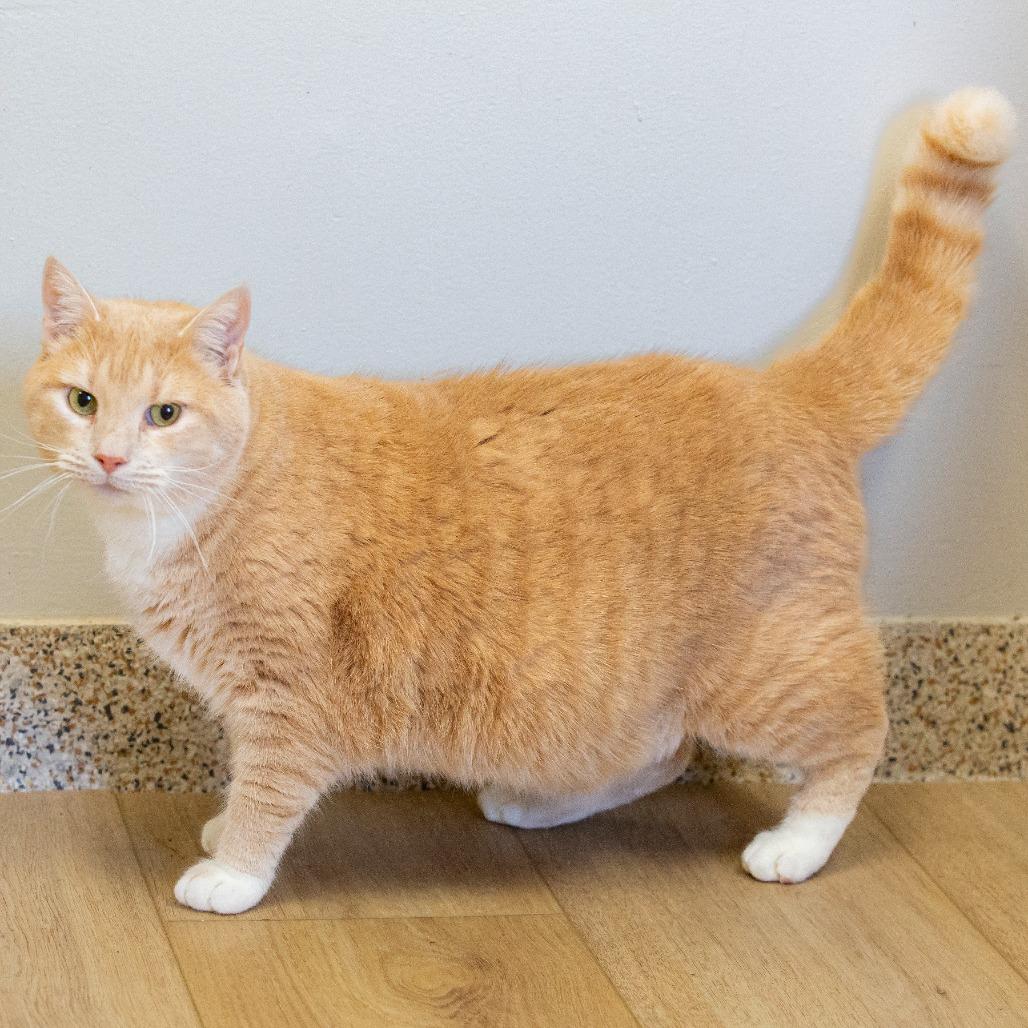 Maximus, a Adoptable Domestic Short Hair in Cartersville, GA image 4/4