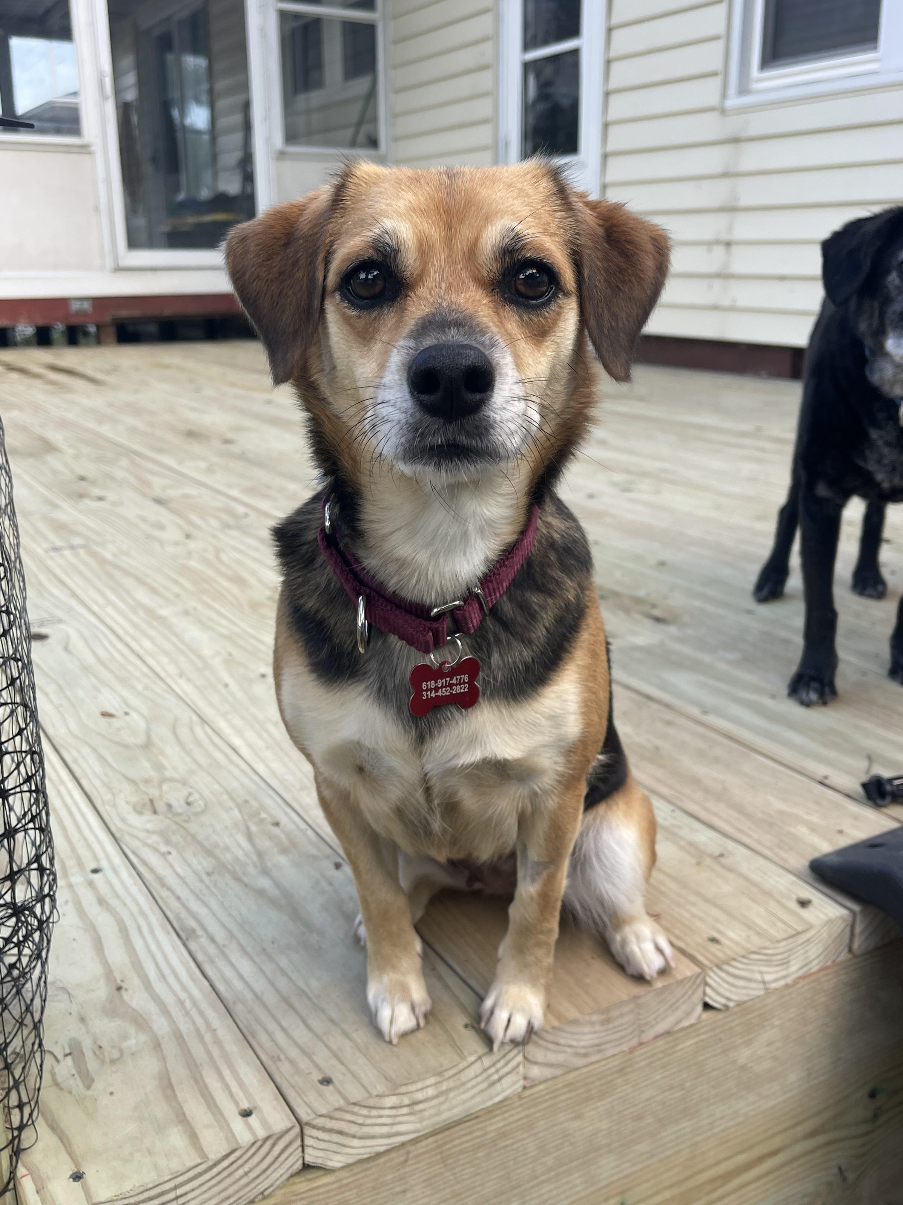 Roz, Adoptable, Adult Female Beagle.