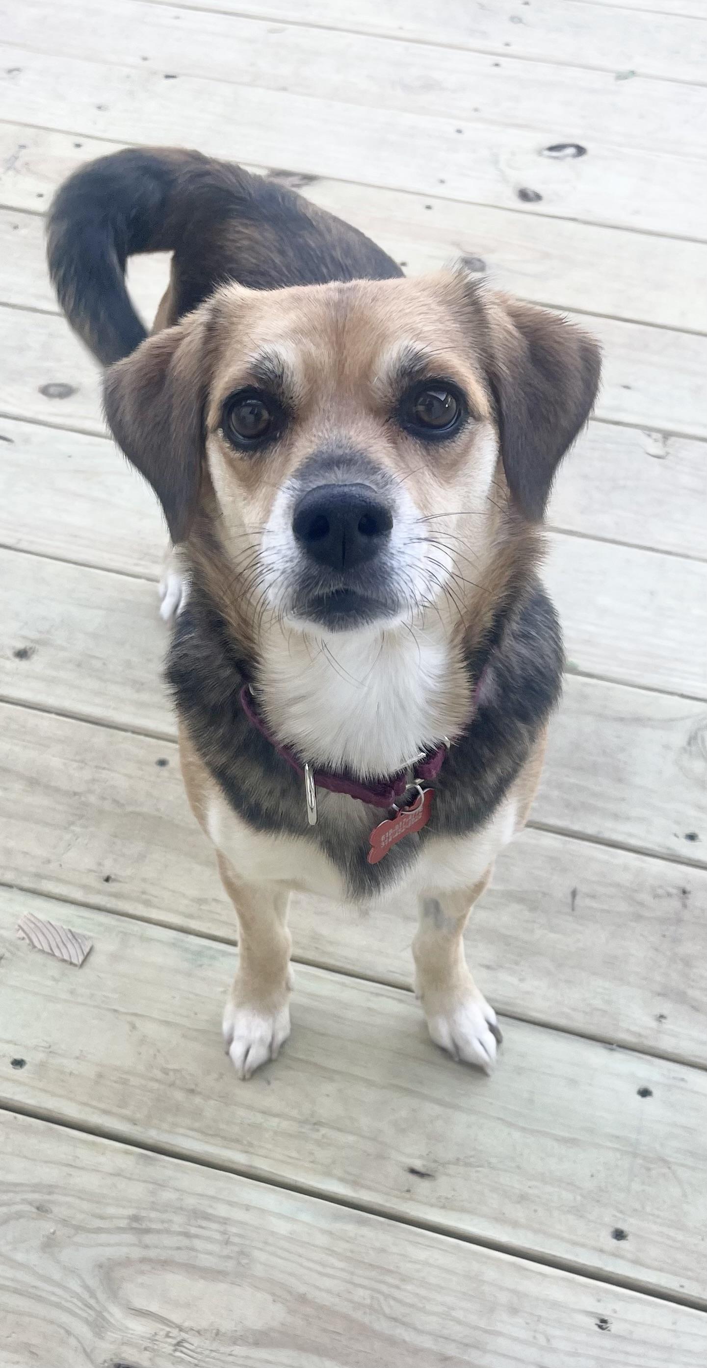 Roz, a Adoptable mixed breed in Godfrey, IL image 2/5