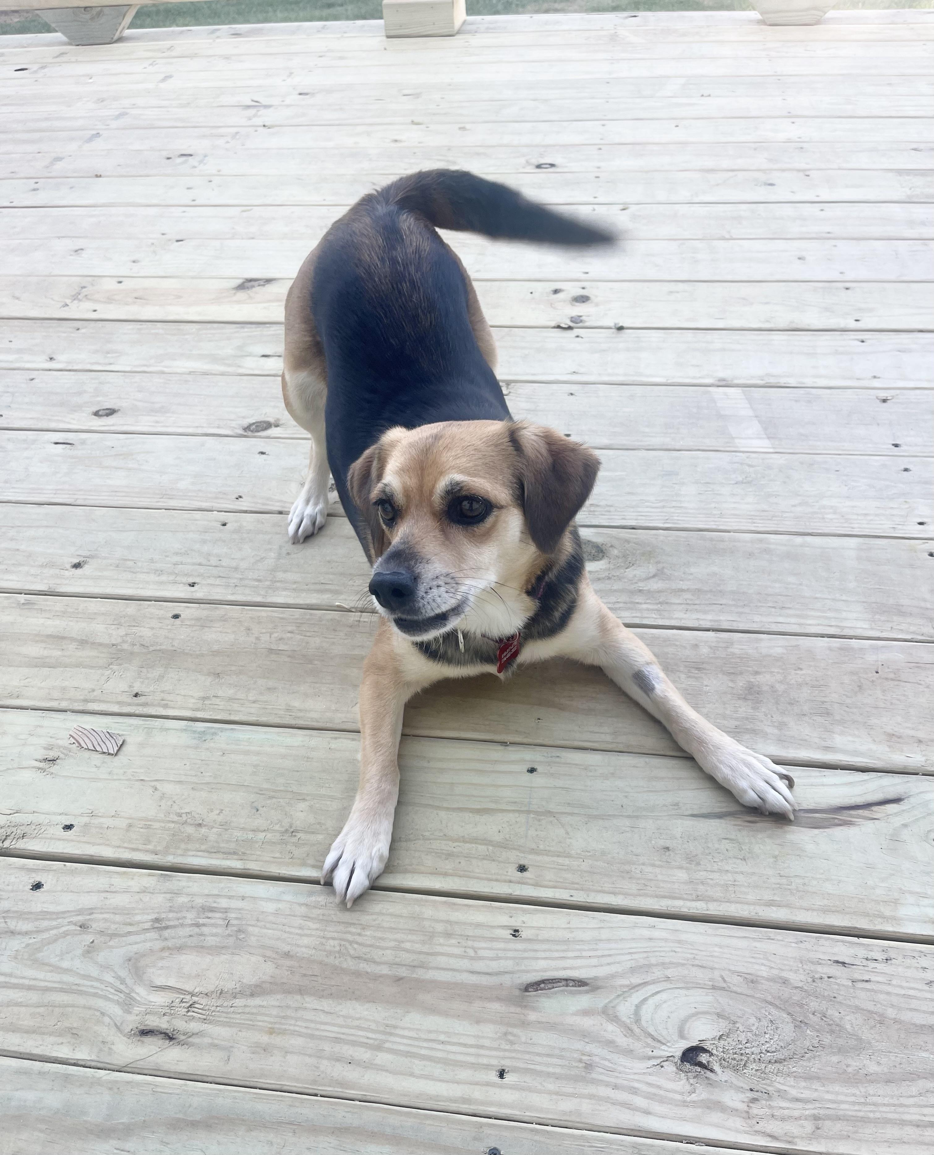 Roz, a Adoptable mixed breed in Godfrey, IL image 3/5