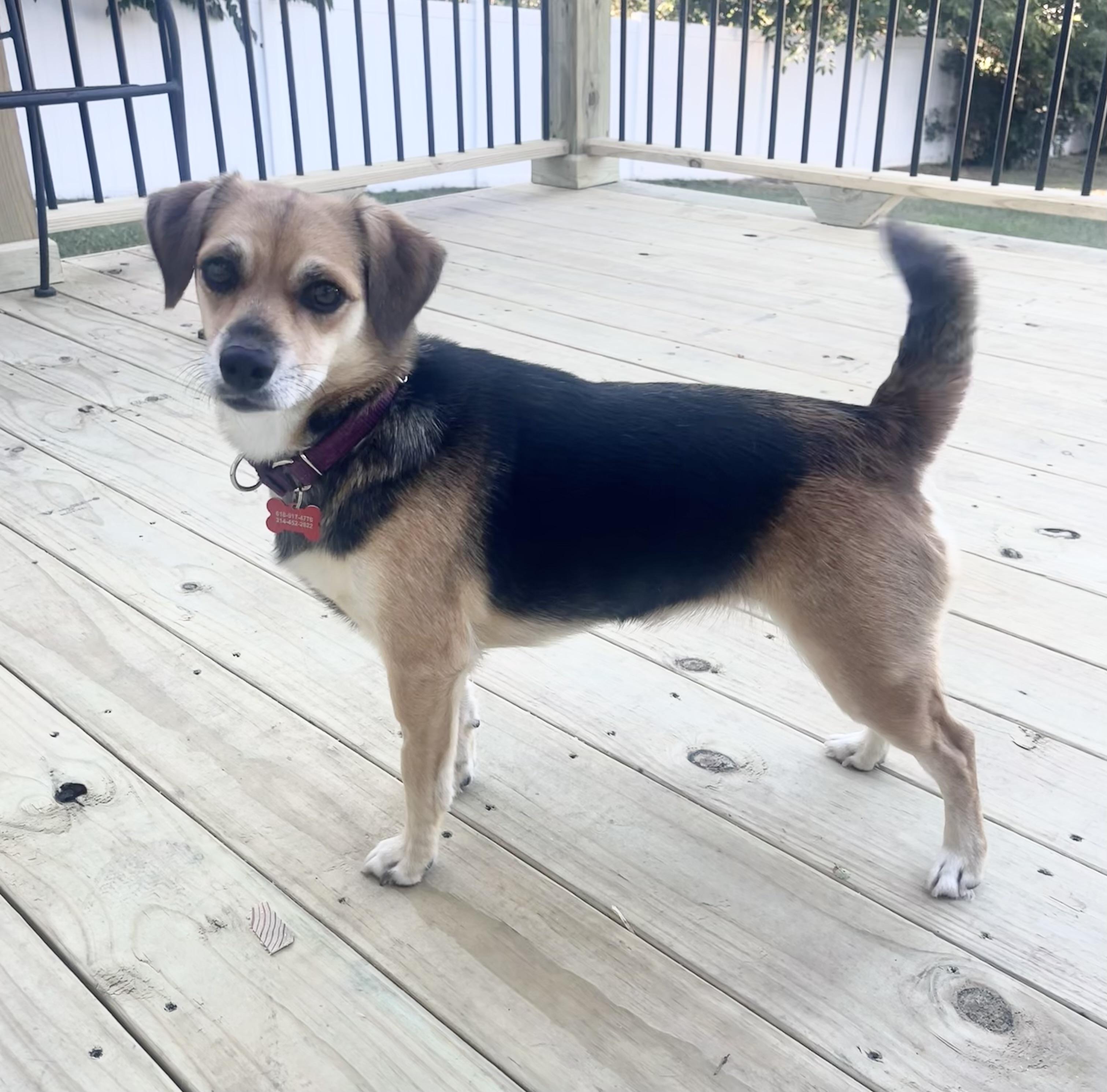 Roz, a Adoptable mixed breed in Godfrey, IL image 4/5