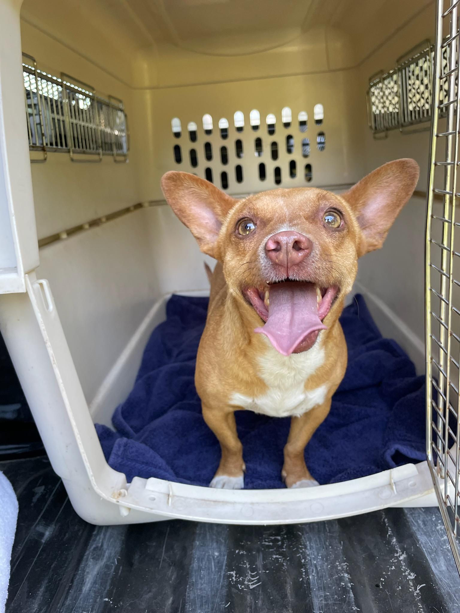 Benny, ADOPTABLE, Adult Male Chihuahua.