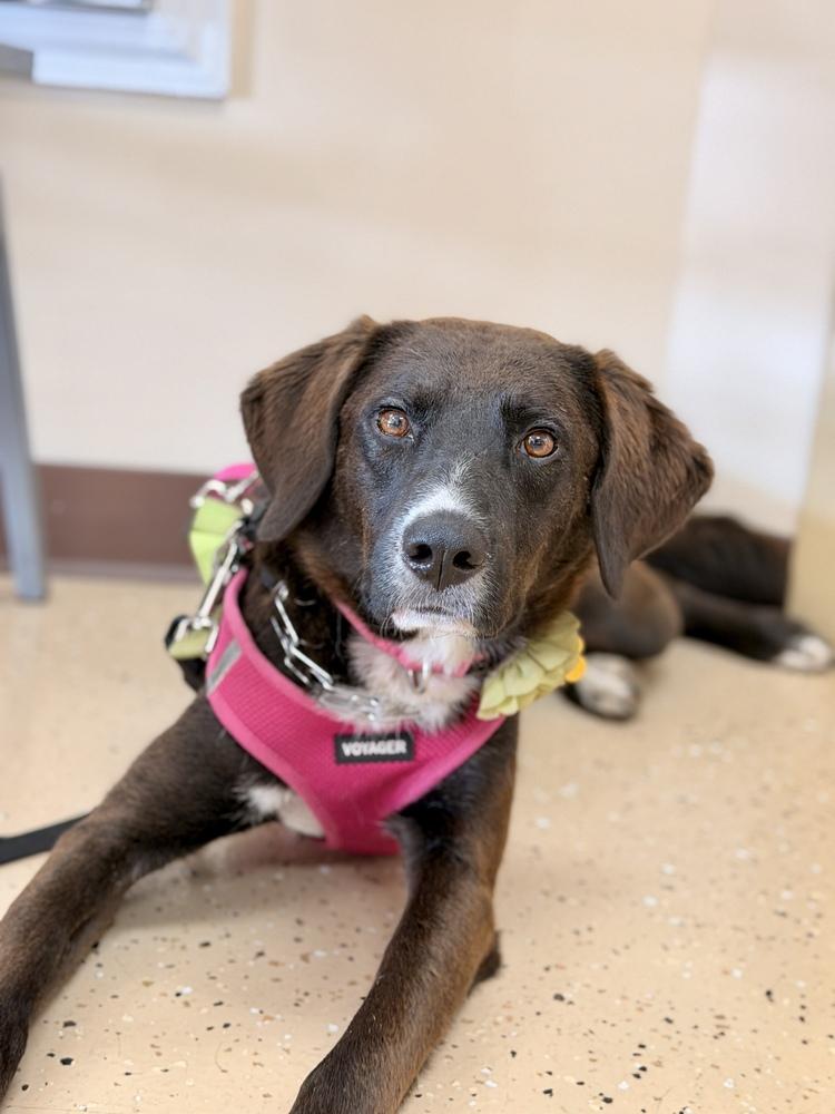 Cheyenne, Adoptable, Adult Female Border Collie.