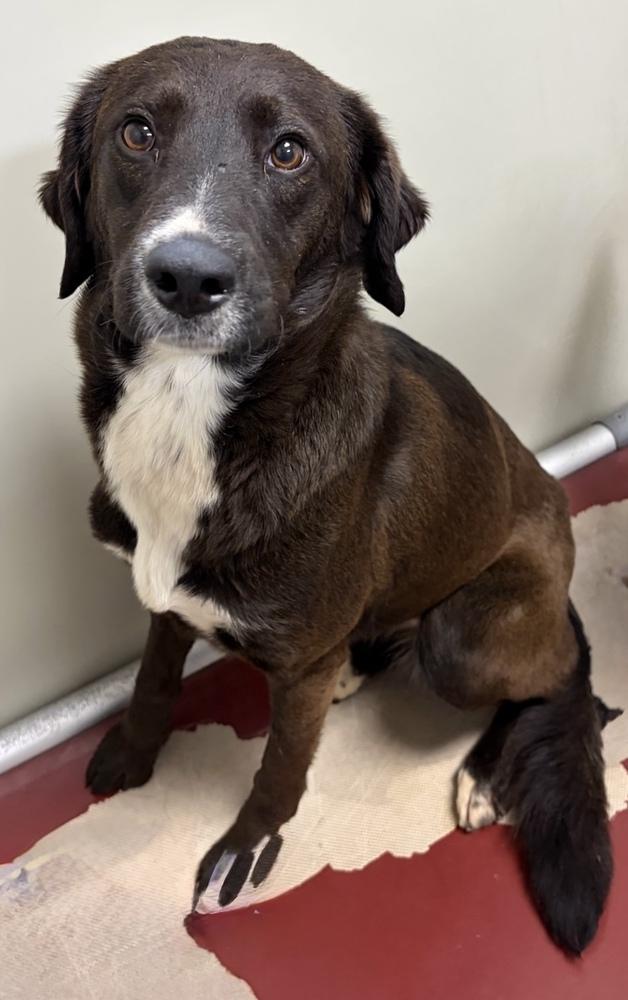 Enlarge Cheyenne, a Adoptable mixed breed in Mundelein, IL image 2/6