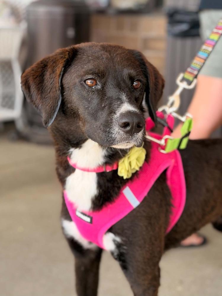 Enlarge Cheyenne, a Adoptable mixed breed in Mundelein, IL image 3/6