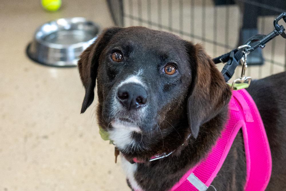 Enlarge Cheyenne, a Adoptable mixed breed in Mundelein, IL image 4/6