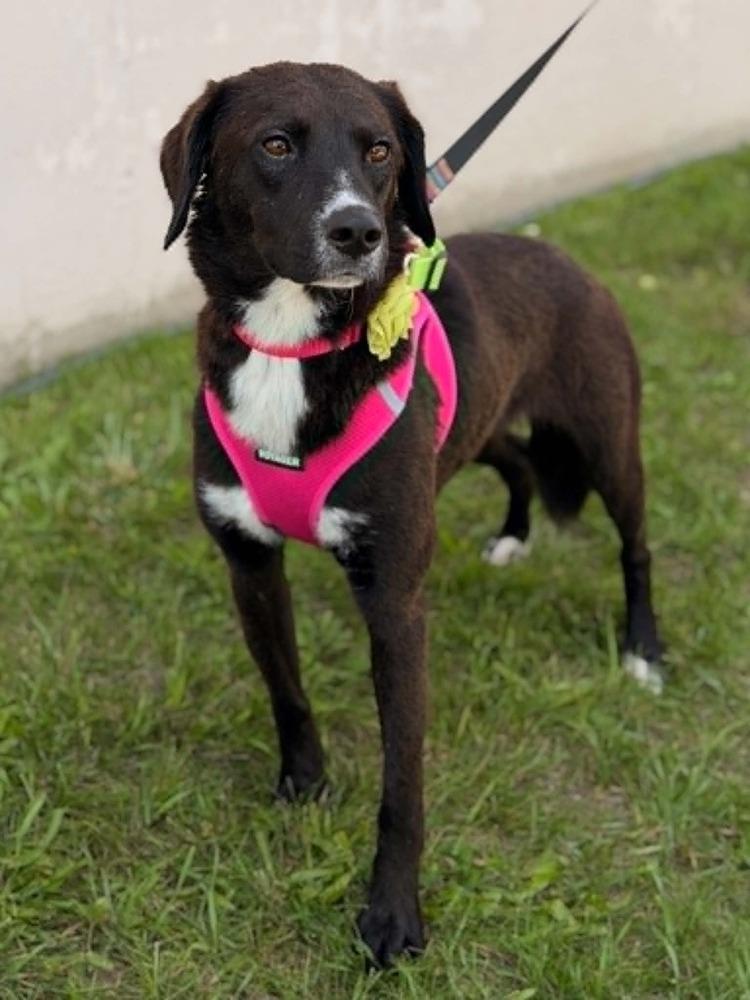 Enlarge Cheyenne, a Adoptable mixed breed in Mundelein, IL image 5/6