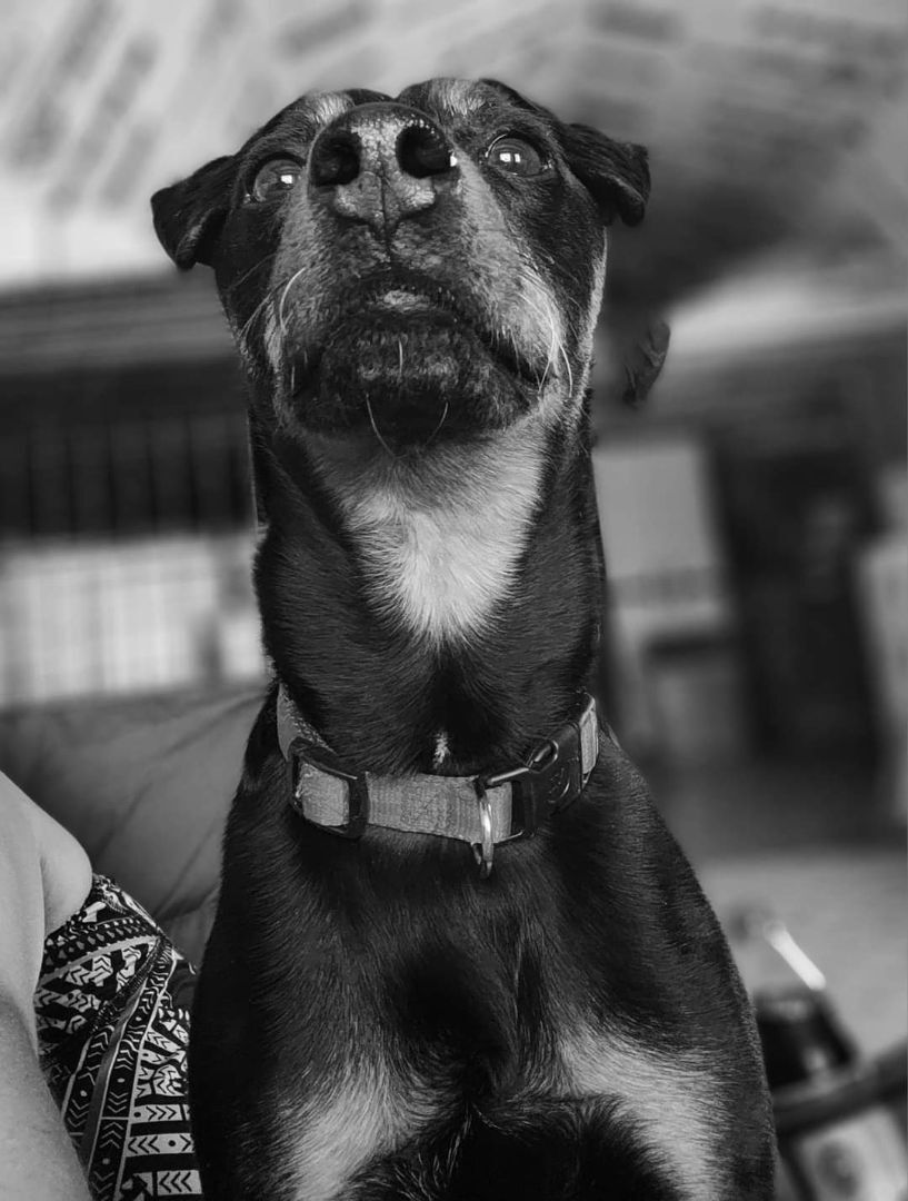 Brad Jagdterrier, Adoptable, Young Male Terrier.