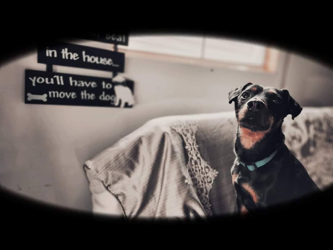 Brad Jagdterrier, a Adoptable mixed breed in Collierville, TN image 2/12