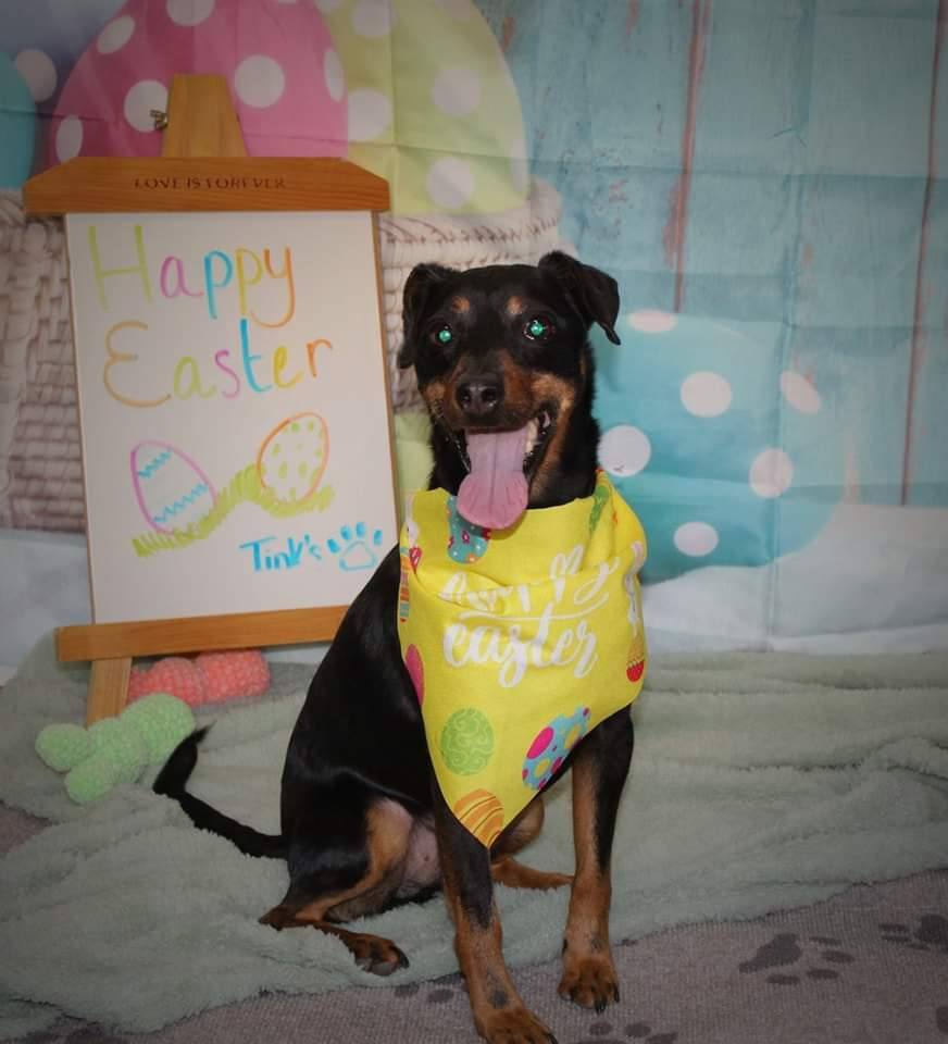 Brad Jagdterrier, a Adoptable mixed breed in Collierville, TN image 3/12