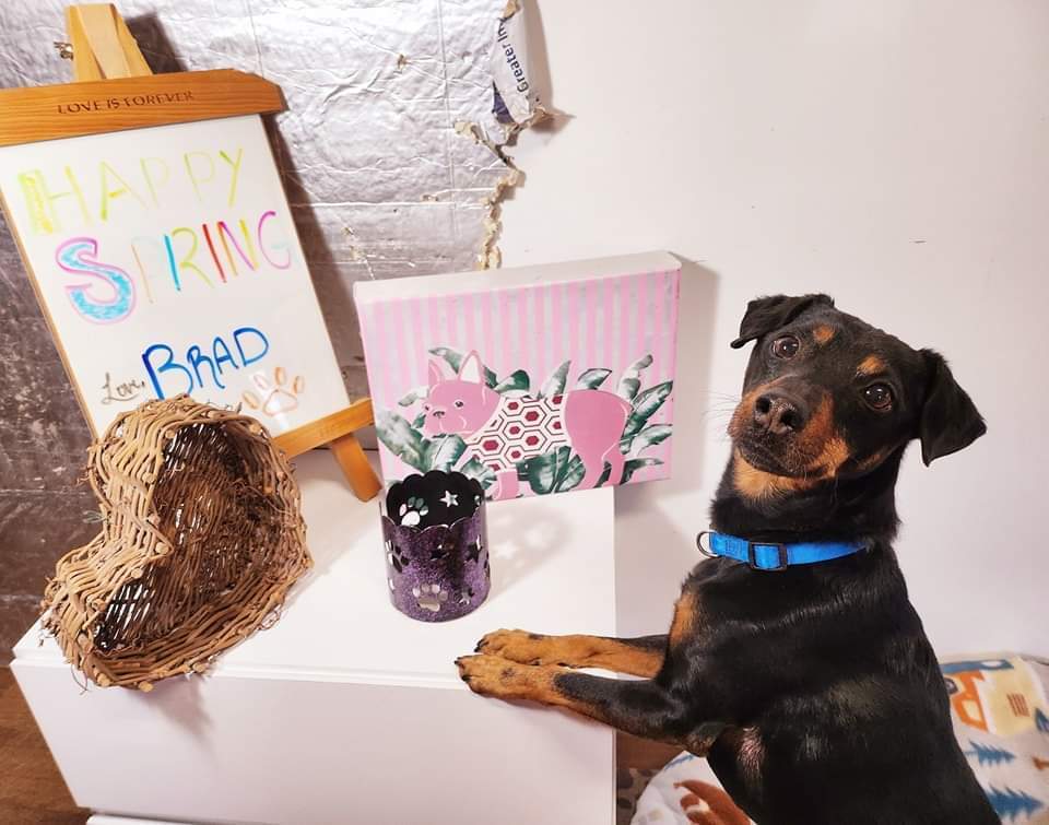 Brad Jagdterrier, a Adoptable mixed breed in Collierville, TN image 4/12