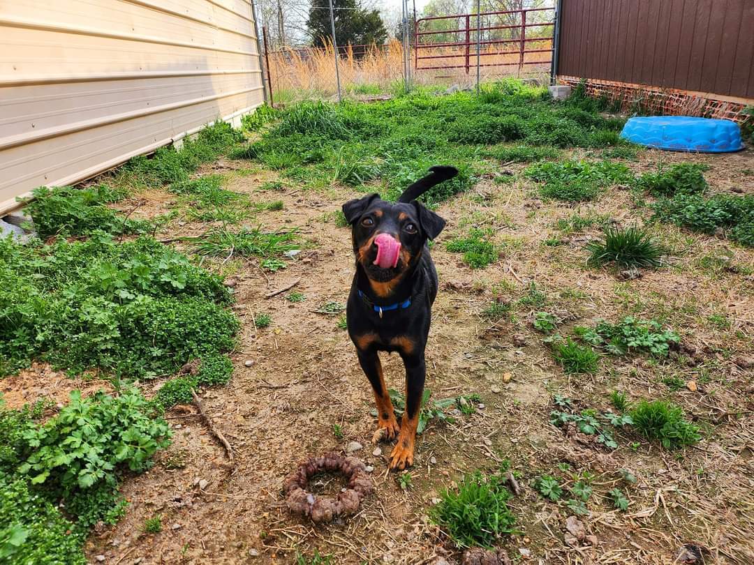 Brad Jagdterrier, a Adoptable mixed breed in Collierville, TN image 5/12