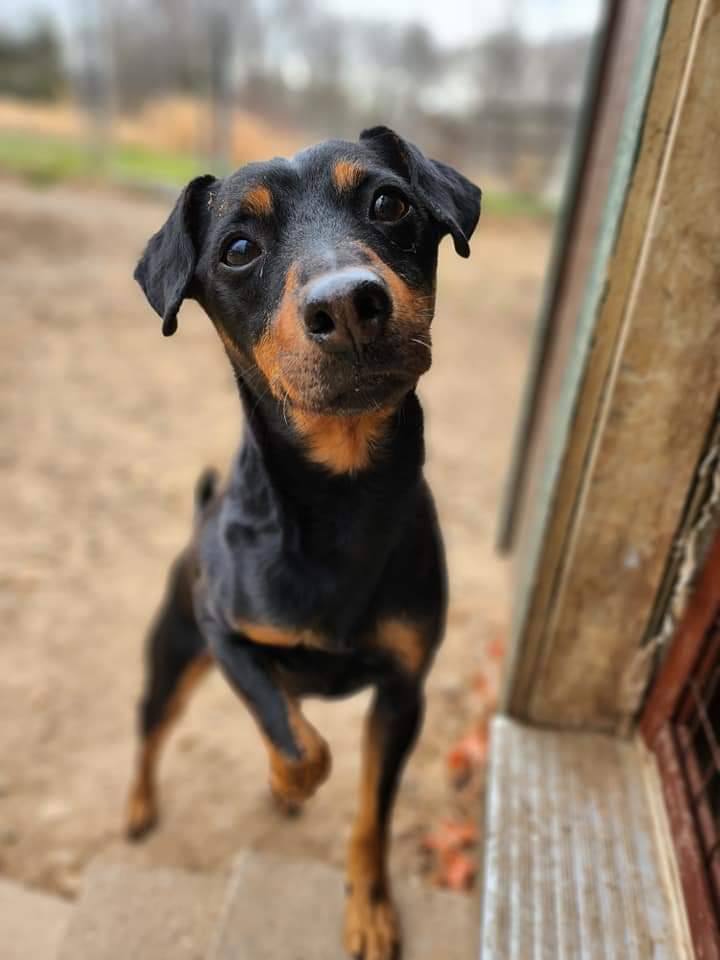 Brad Jagdterrier, a Adoptable mixed breed in Collierville, TN image 6/12
