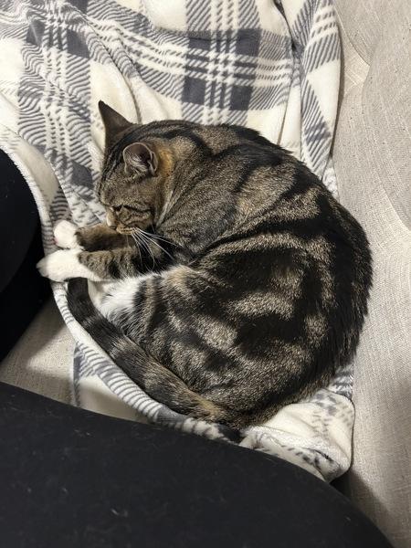 Enlarge Brittany, a Adoptable mixed breed in New York, NY image 1/6