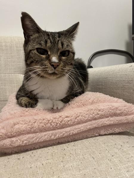 Enlarge Brittany, a Adoptable mixed breed in New York, NY image 3/6