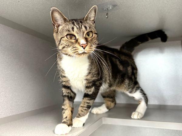 Enlarge Brittany, a Adoptable mixed breed in New York, NY image 5/6