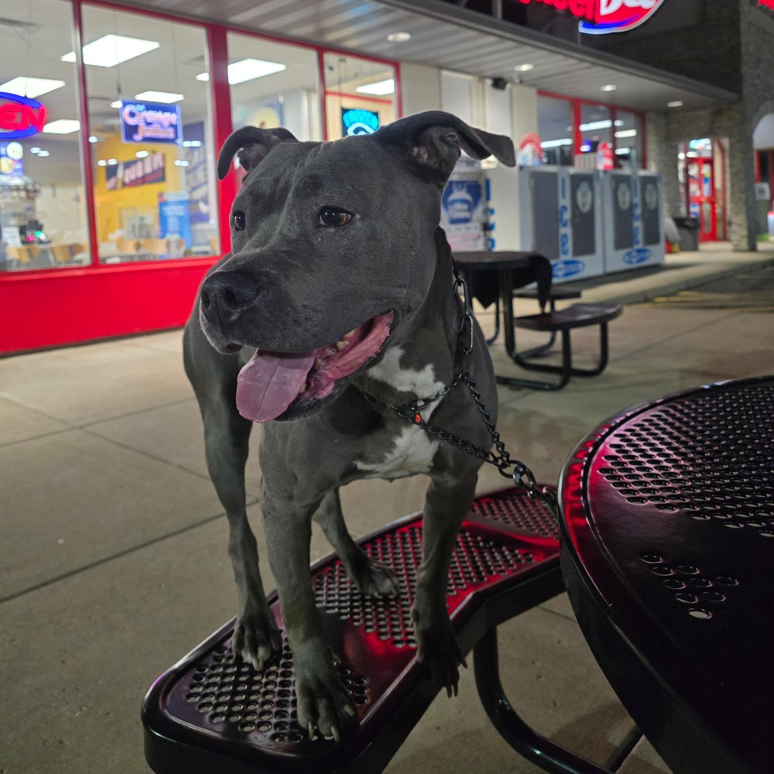 Mama Shadow, a Adoptable mixed breed in Wilmington, IL image 1/2