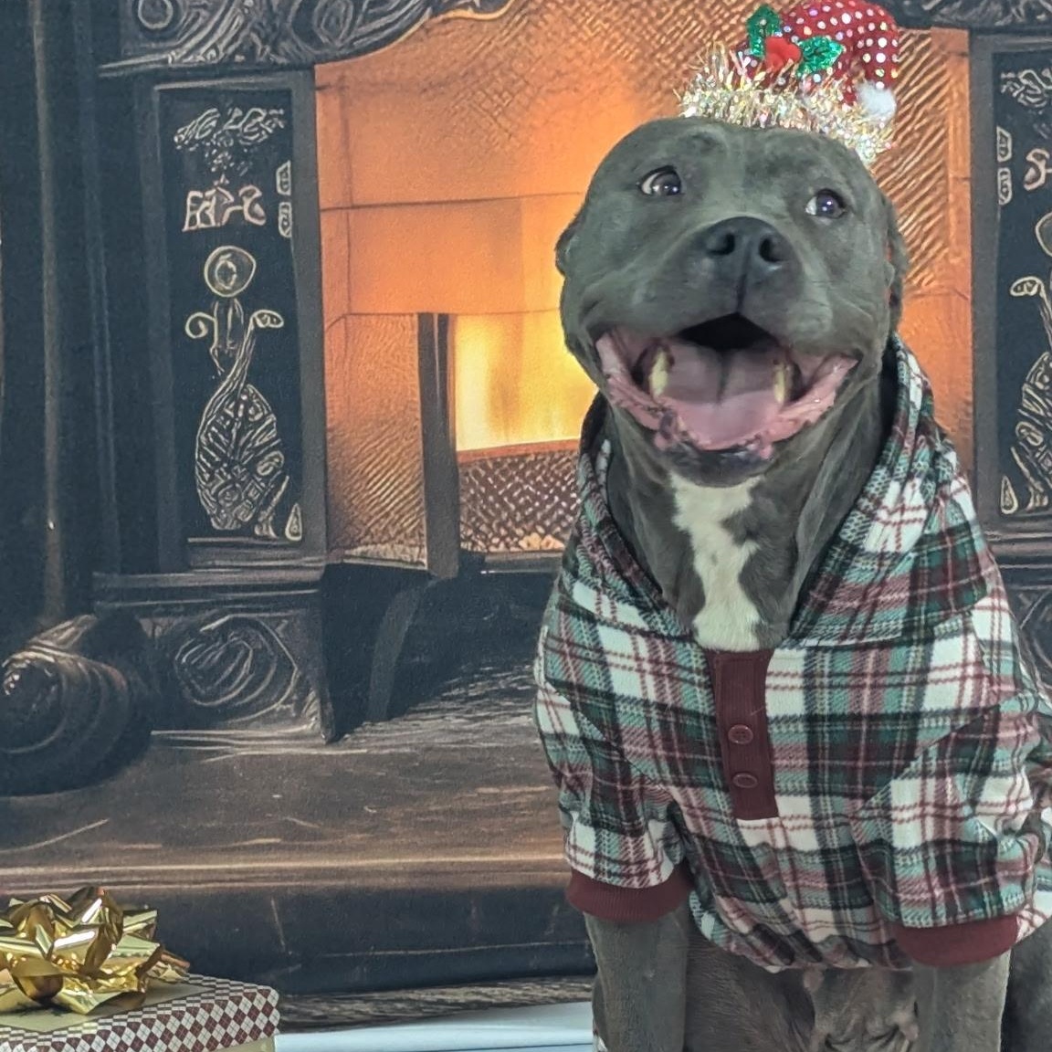 Mama Shadow, Adoptable, Adult Female Staffordshire Bull Terrier.