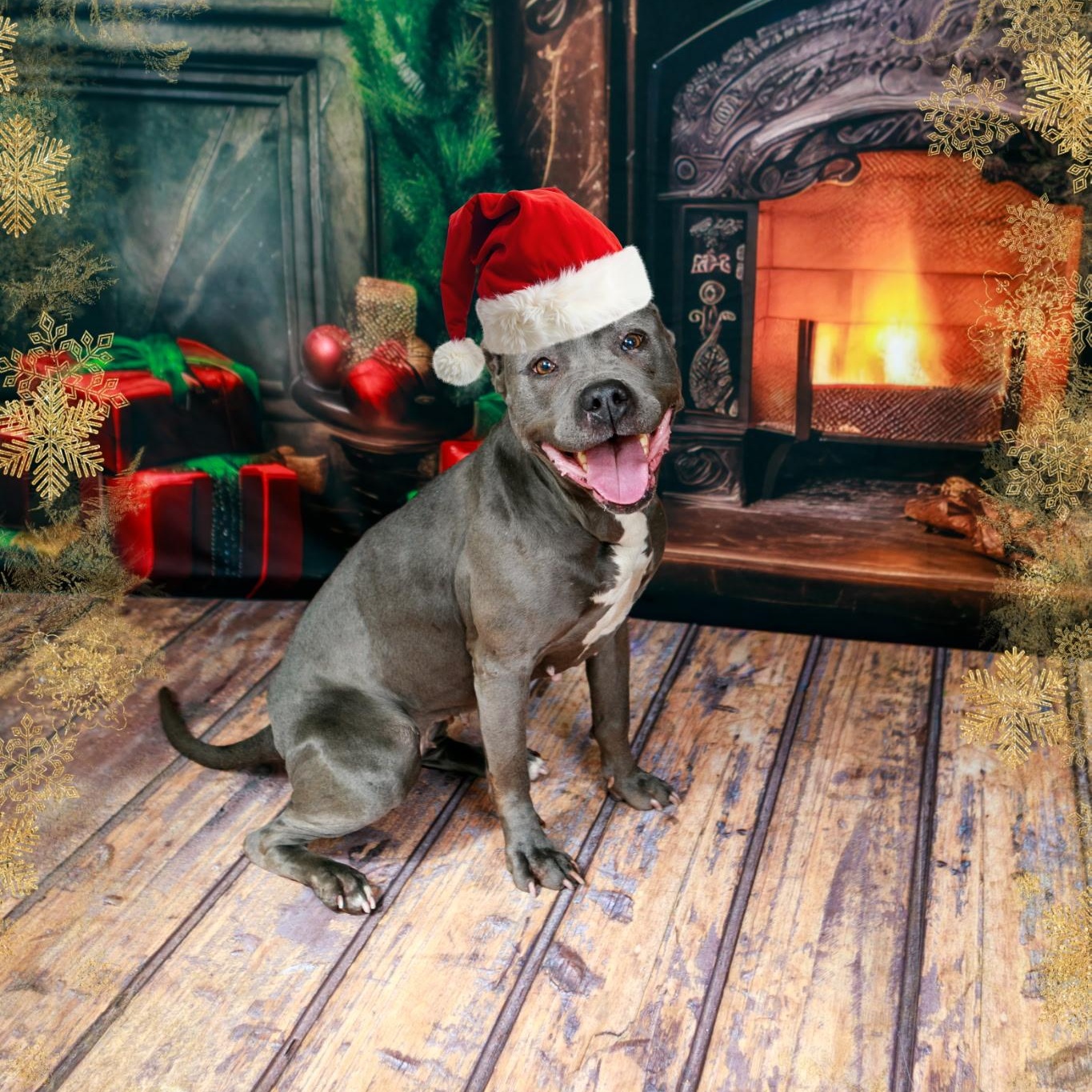 Enlarge Mama Shadow, a Adoptable mixed breed in Wilmington, IL image 2/6