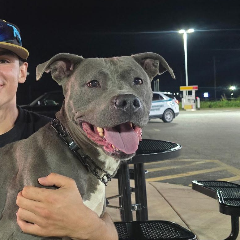 Mama Shadow, a Adoptable mixed breed in Wilmington, IL image 2/2