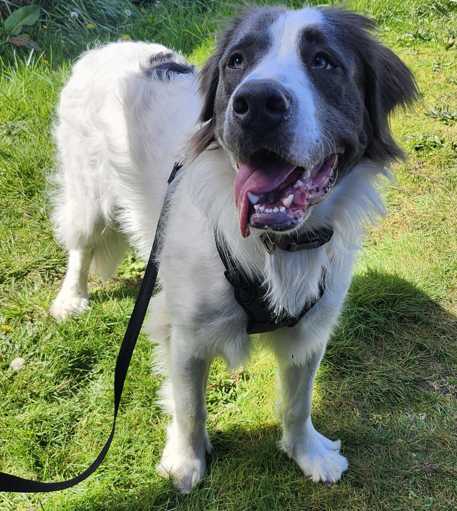 Milo, adoptable, Young Male Saint Bernard.