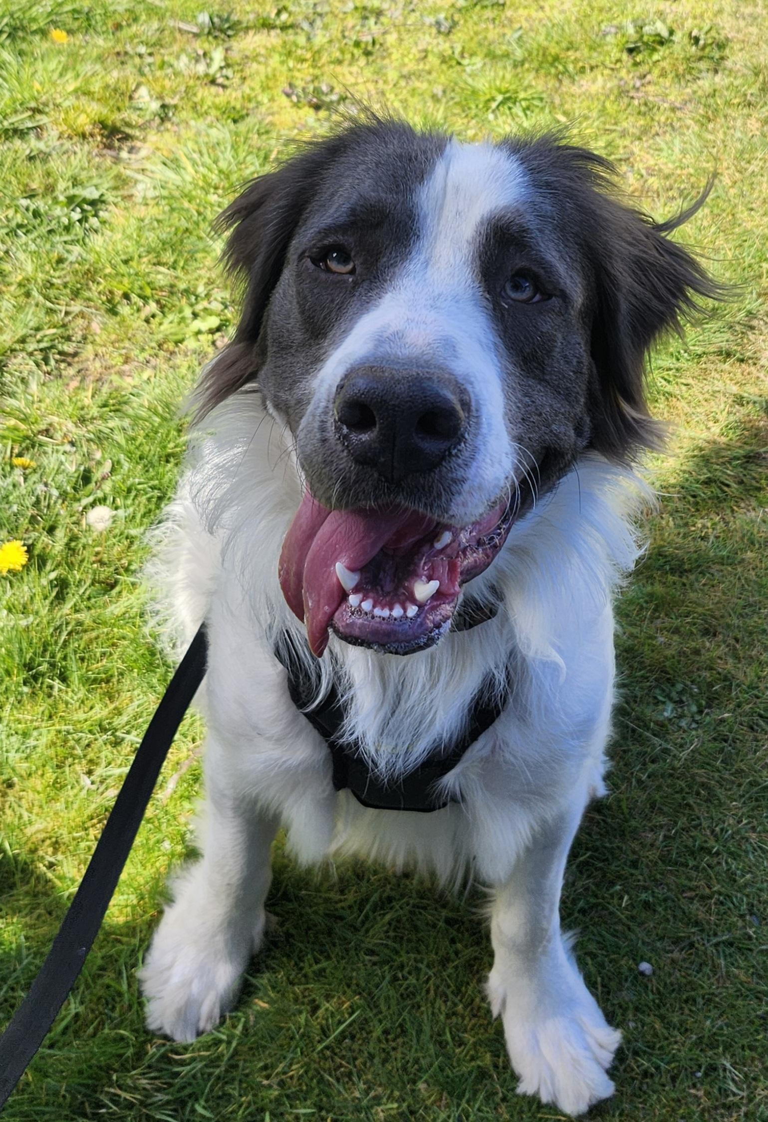 Enlarge Milo, an adoptable mixed breed in Tacoma, WA image 2/4
