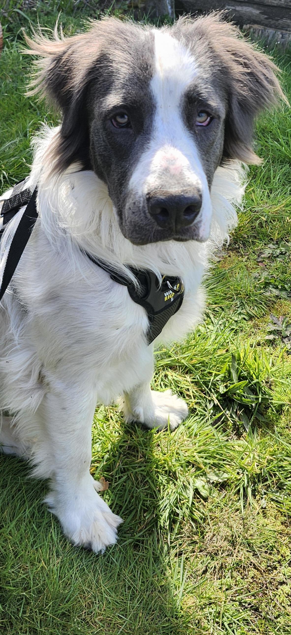 Enlarge Milo, an adoptable mixed breed in Tacoma, WA image 4/4