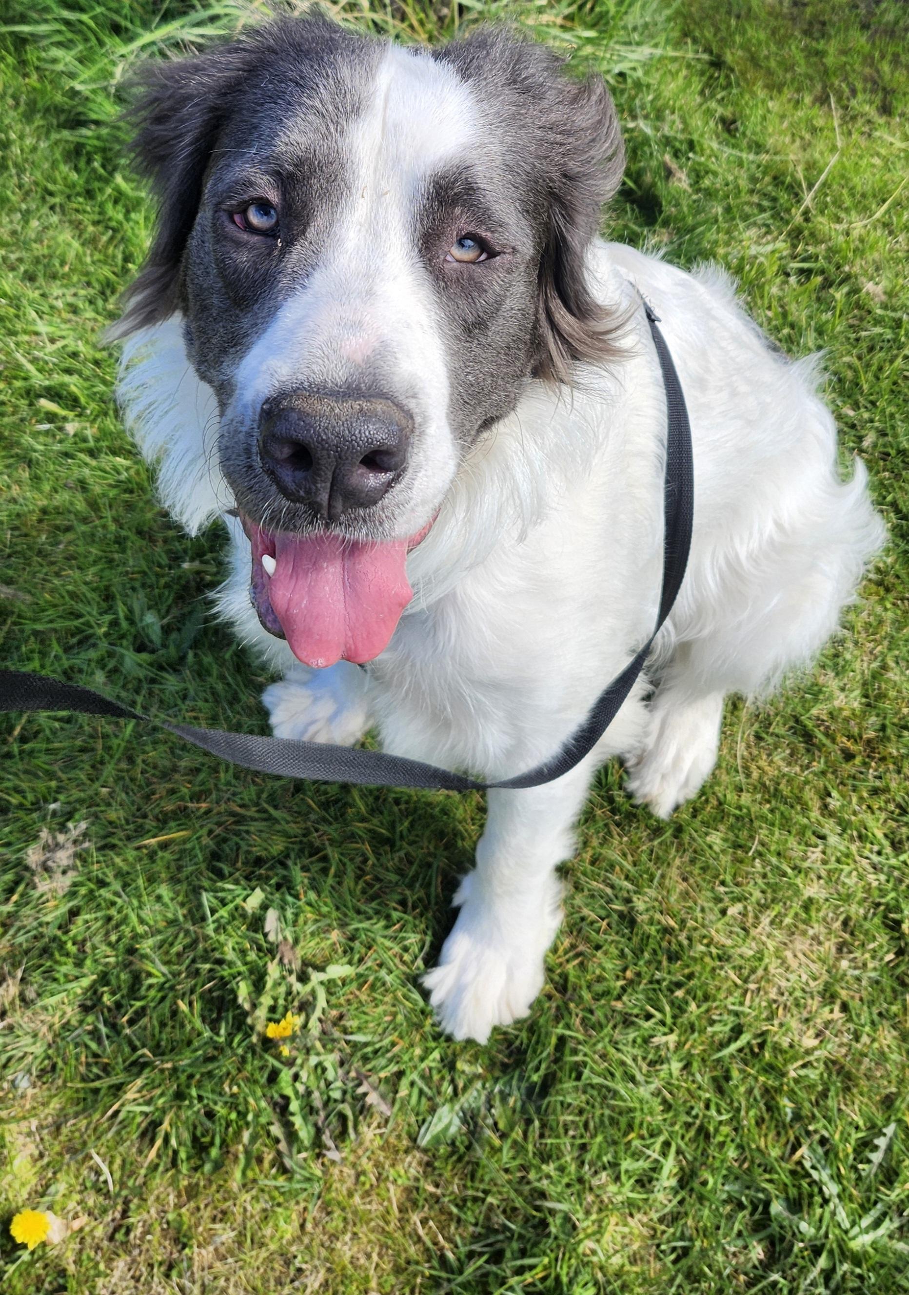 Enlarge Milo, an adoptable mixed breed in Tacoma, WA image 3/4