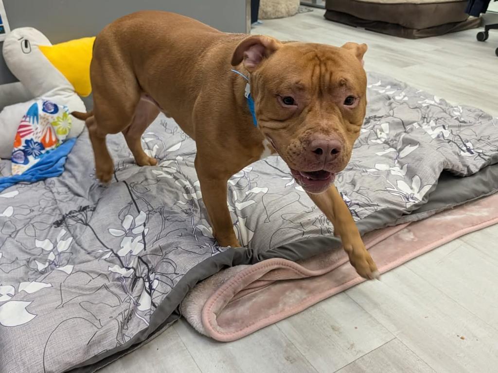 Enlarge Blazer, a Adoptable mixed breed in Detroit, MI image 2/5