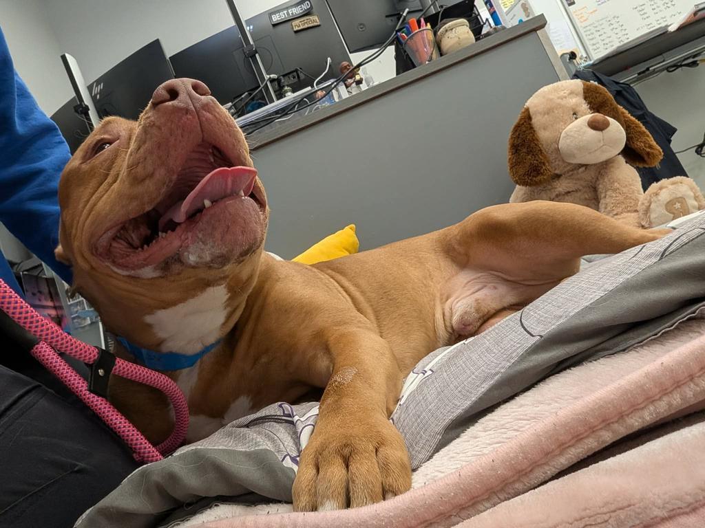 Enlarge Blazer, a Adoptable mixed breed in Detroit, MI image 3/5