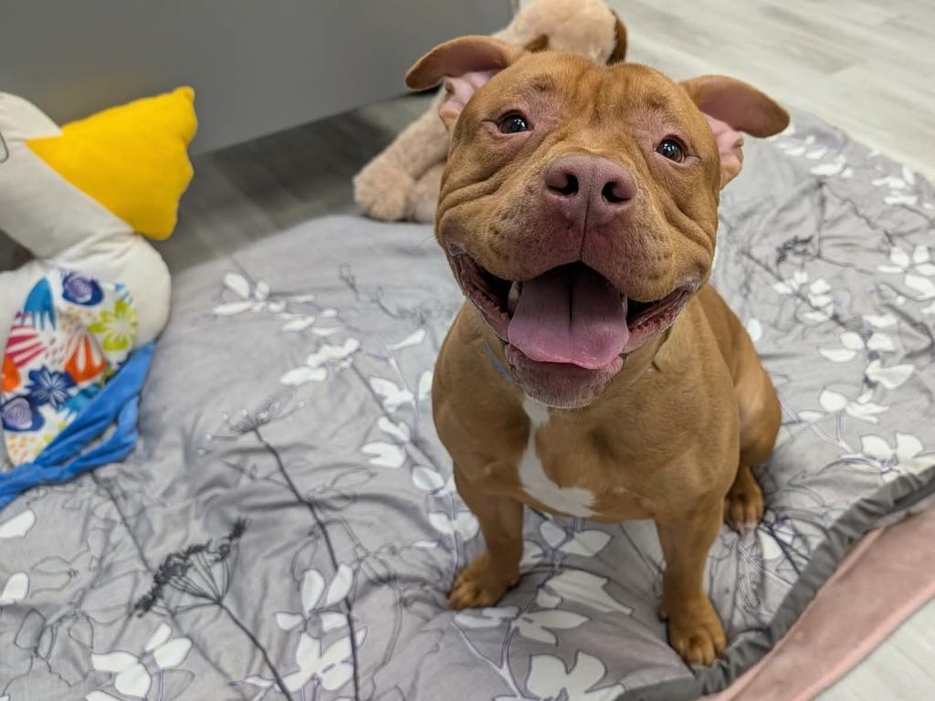 Enlarge Blazer, a Adoptable mixed breed in Detroit, MI image 4/5