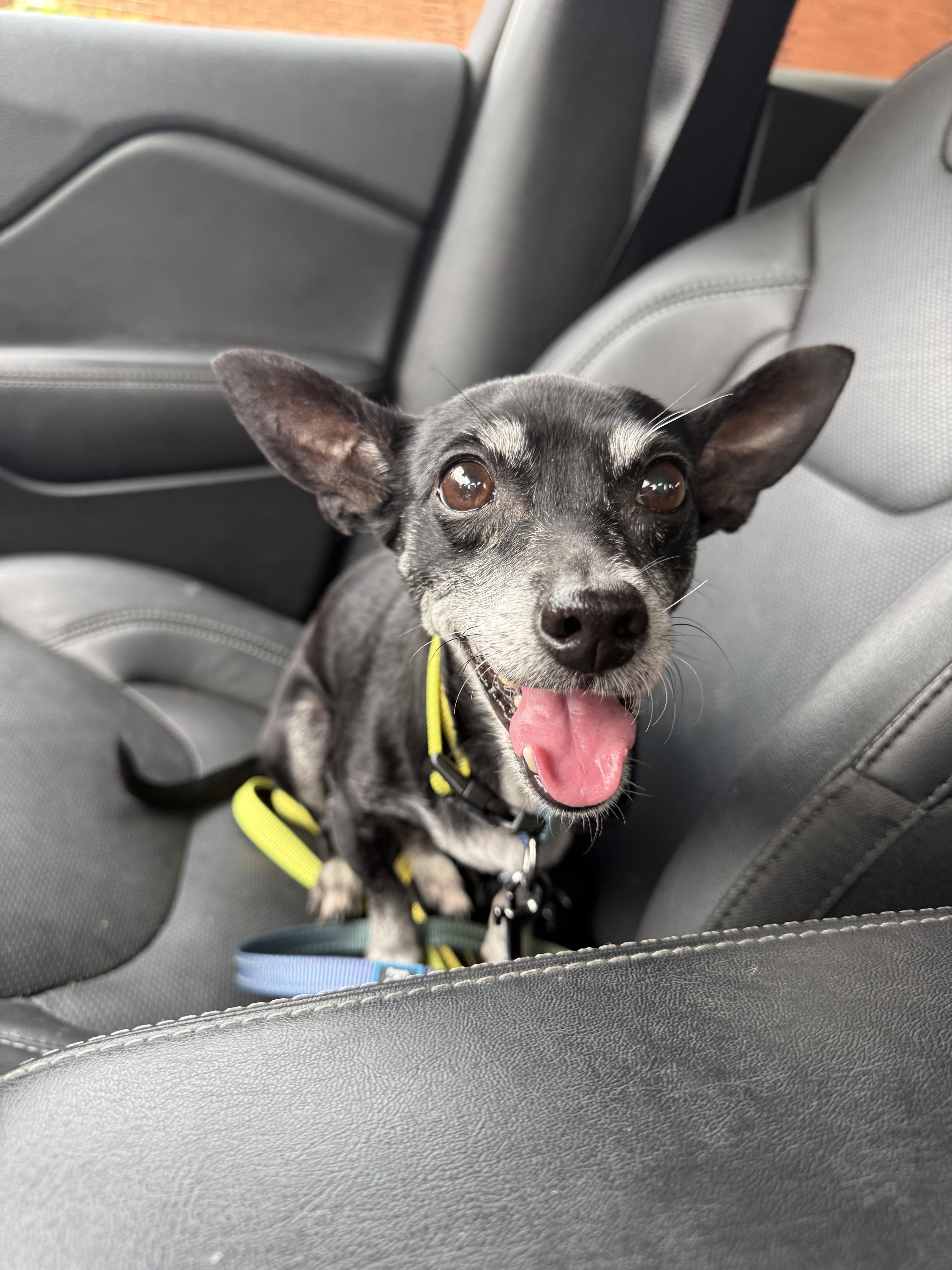 Beans, an adoptable Chihuahua in Great Bend, KS, 67530 | Photo Image 4