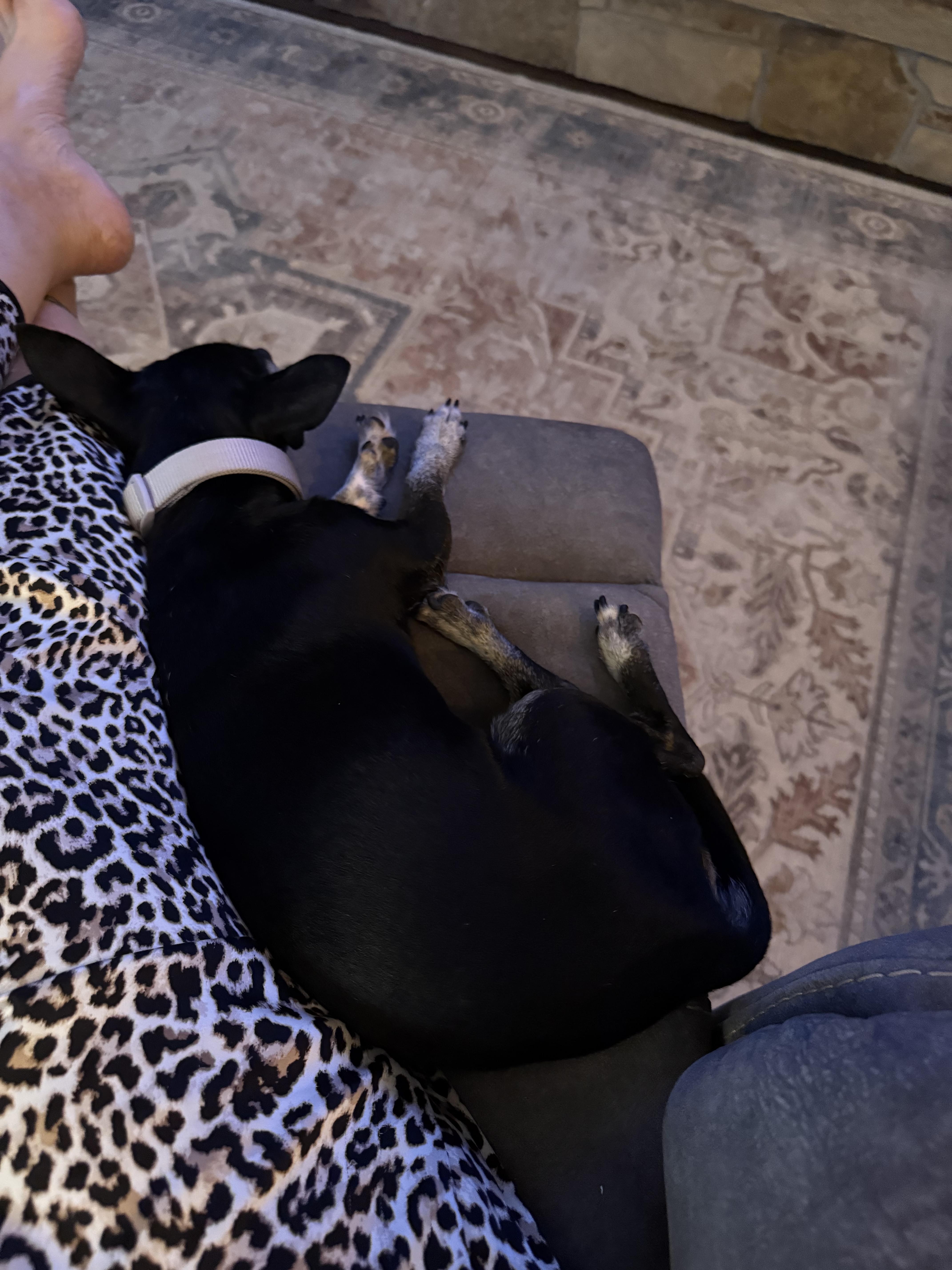 Beans, an adoptable Chihuahua in Great Bend, KS, 67530 | Photo Image 3