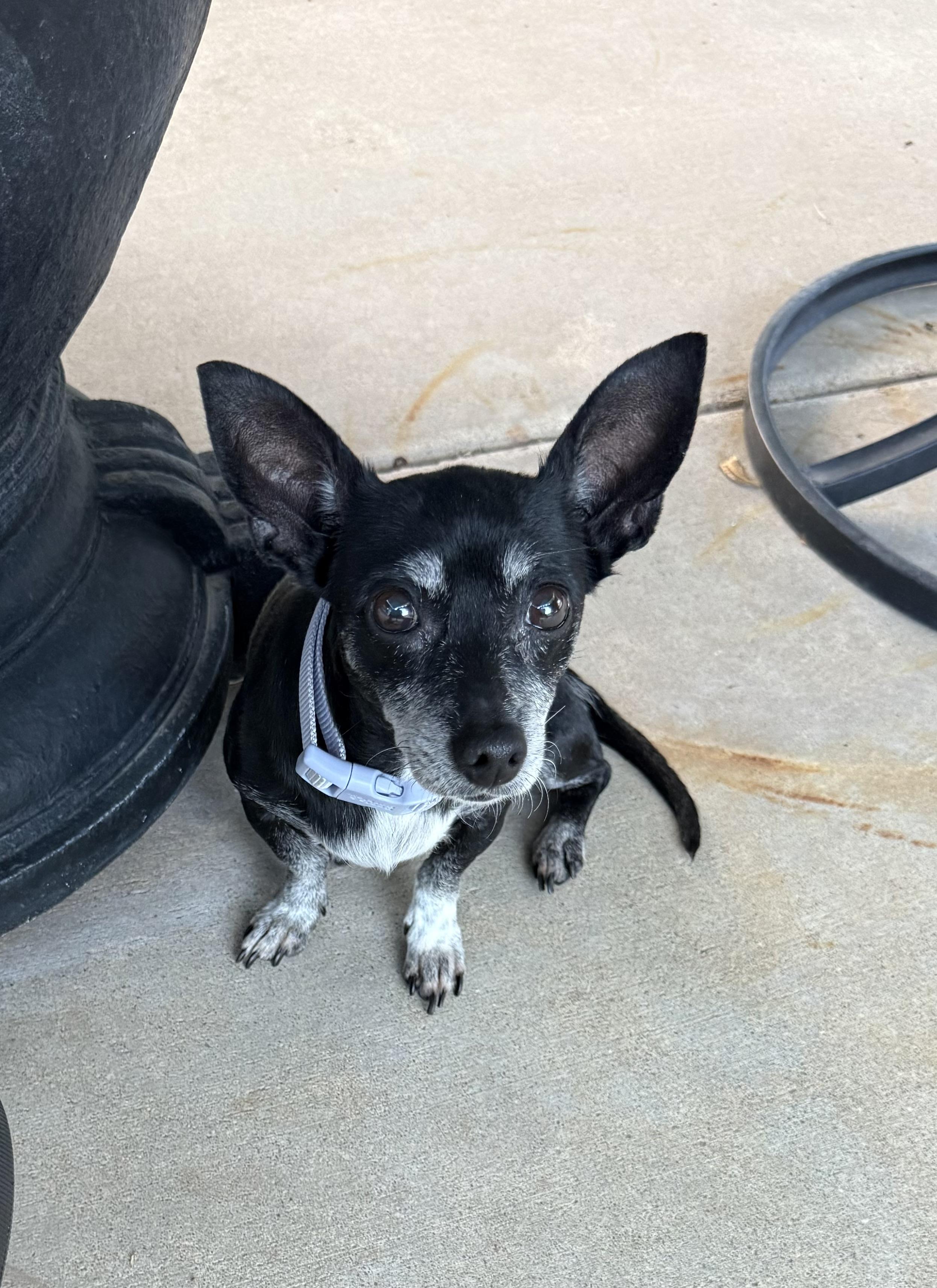 Beans, an adoptable Chihuahua in Great Bend, KS, 67530 | Photo Image 1