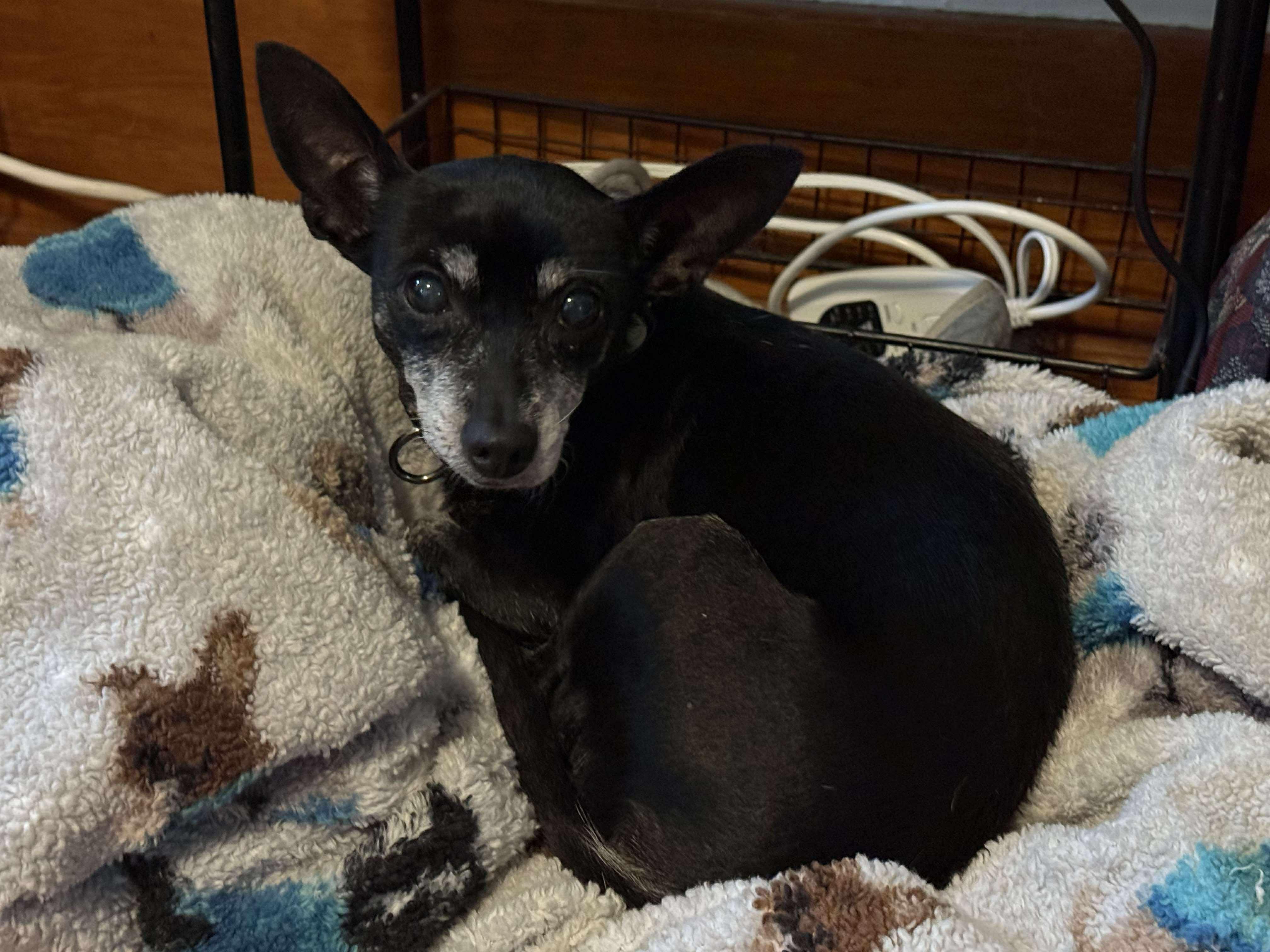 Beans, an adoptable Chihuahua in Great Bend, KS, 67530 | Photo Image 2